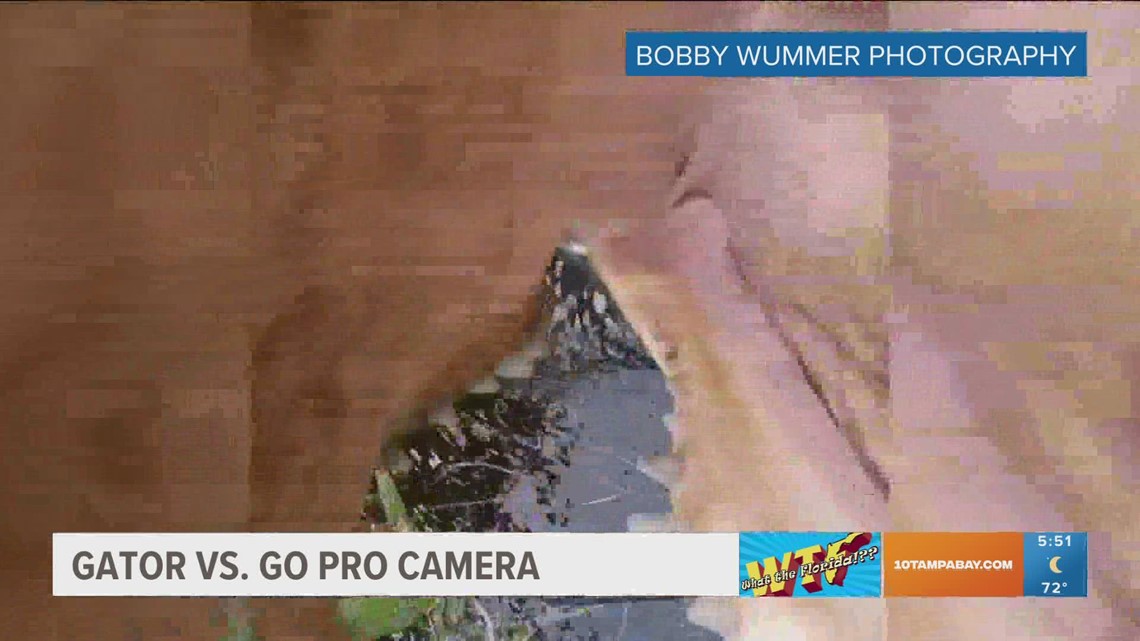 Watch: Florida alligator gets up close with GoPro
