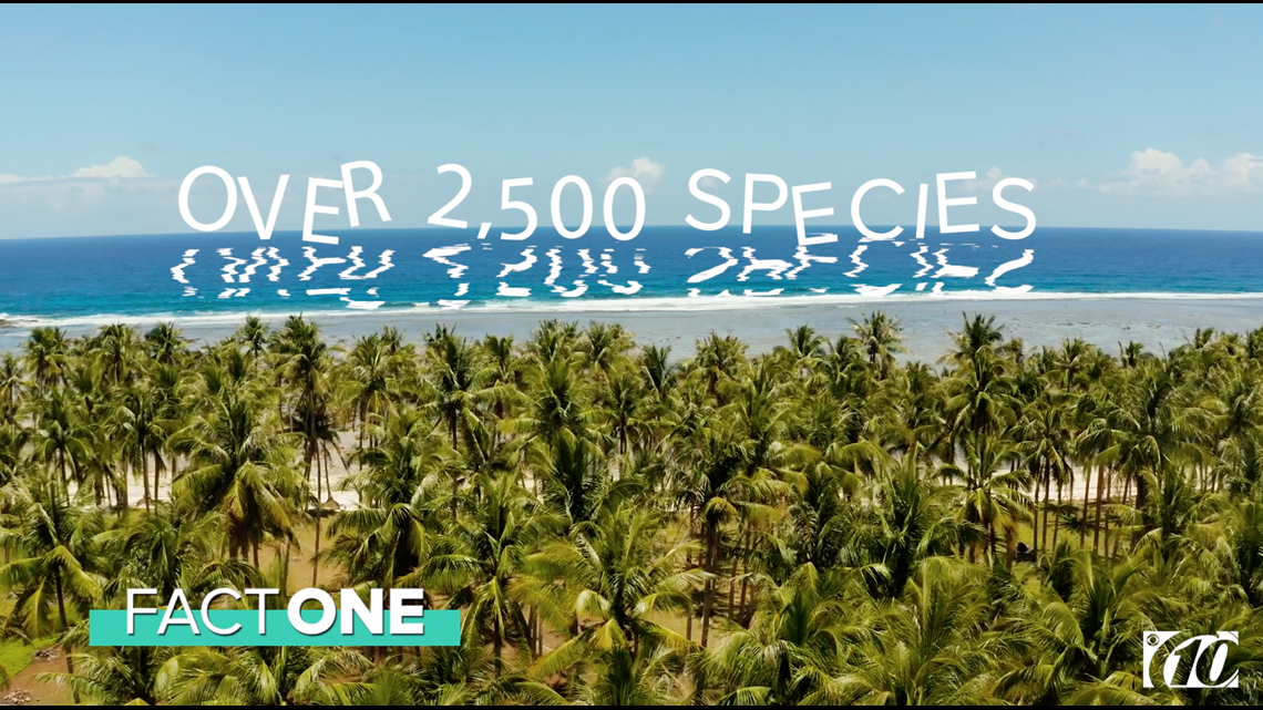 10 fun facts about palm trees