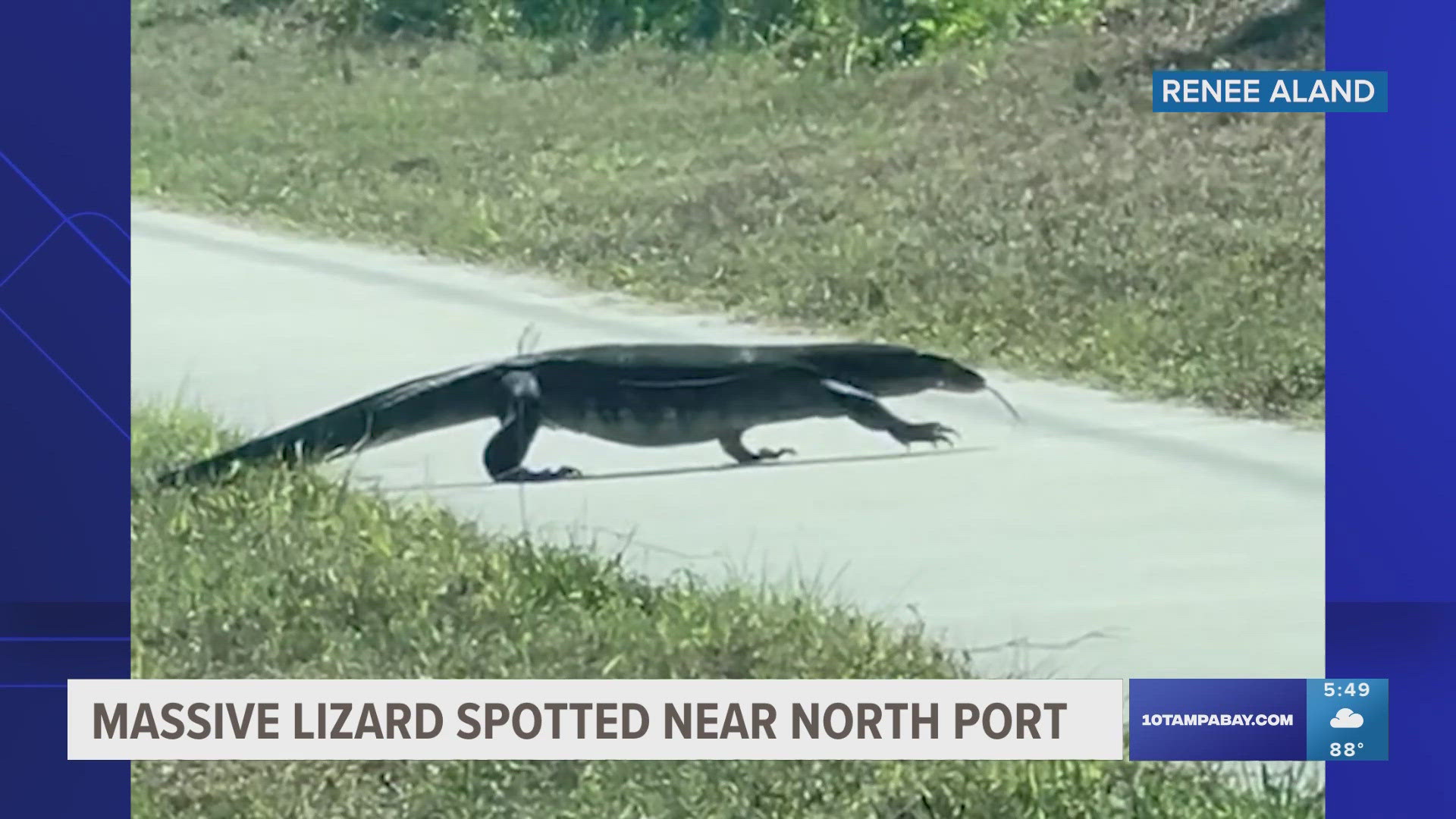"I looked over and saw what I thought, at first, was a gator," Renee Aland said.