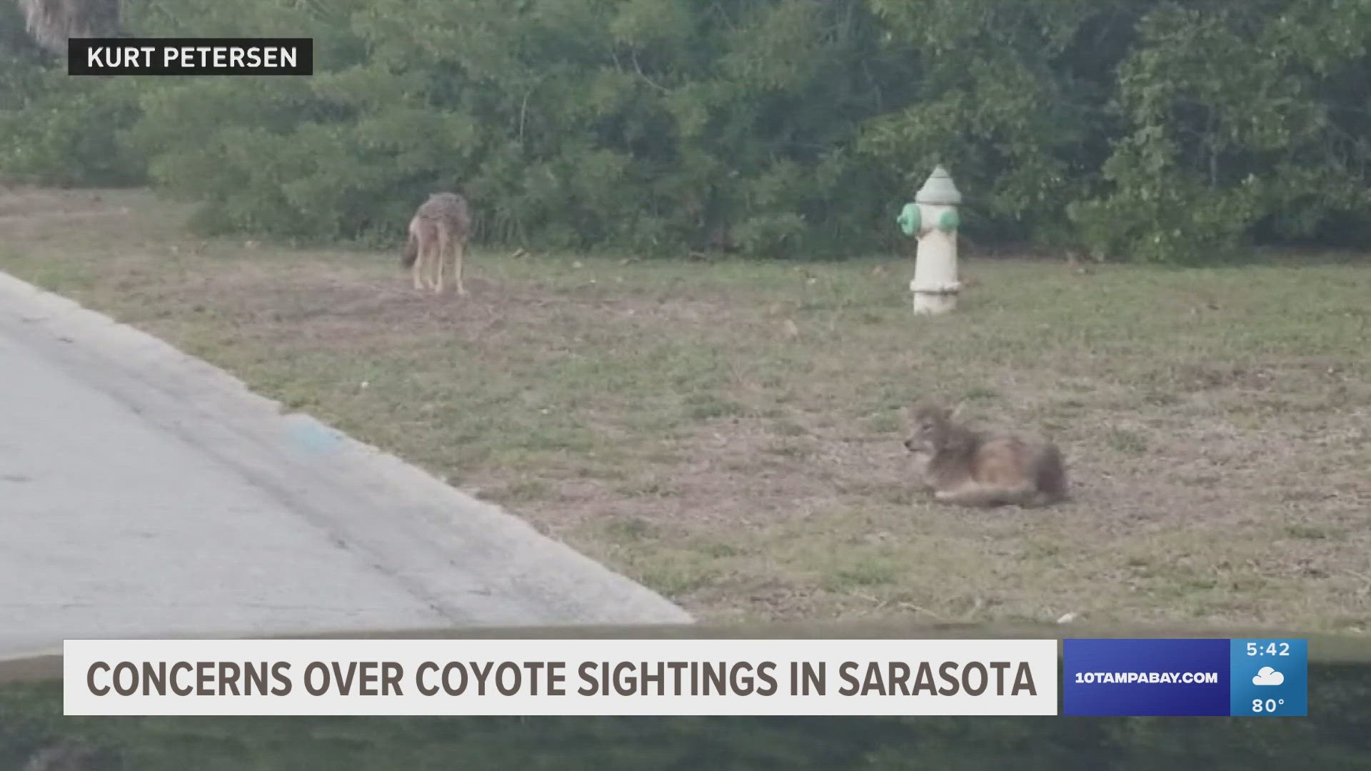 City leaders are planning talks with FWC to handle growing populations after multiple sightings and attacks in the Siesta Key area.