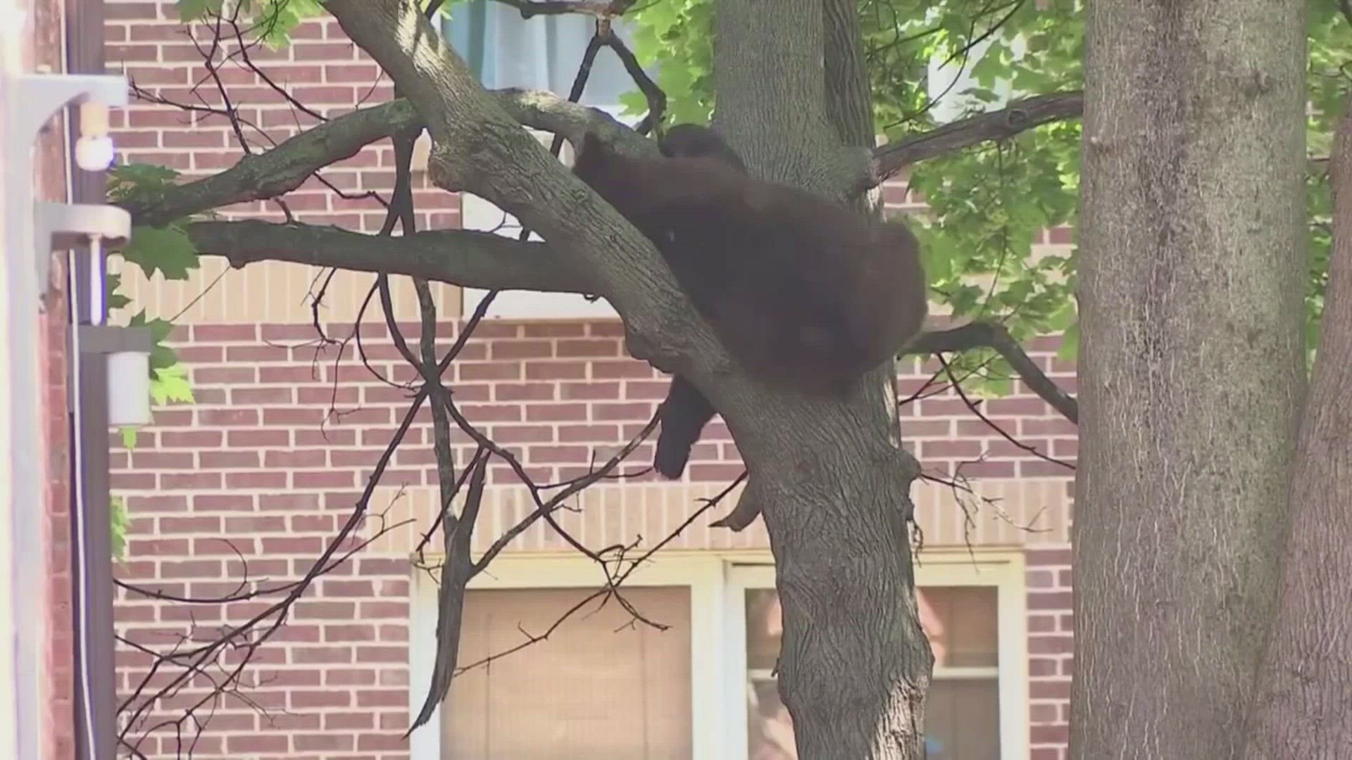 The bear was spotted around 1 p.m. Friday.