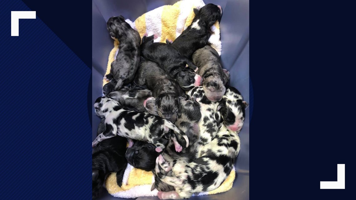Great Dane delivers 19 puppies at Kingman Animal Hospital in Arizona