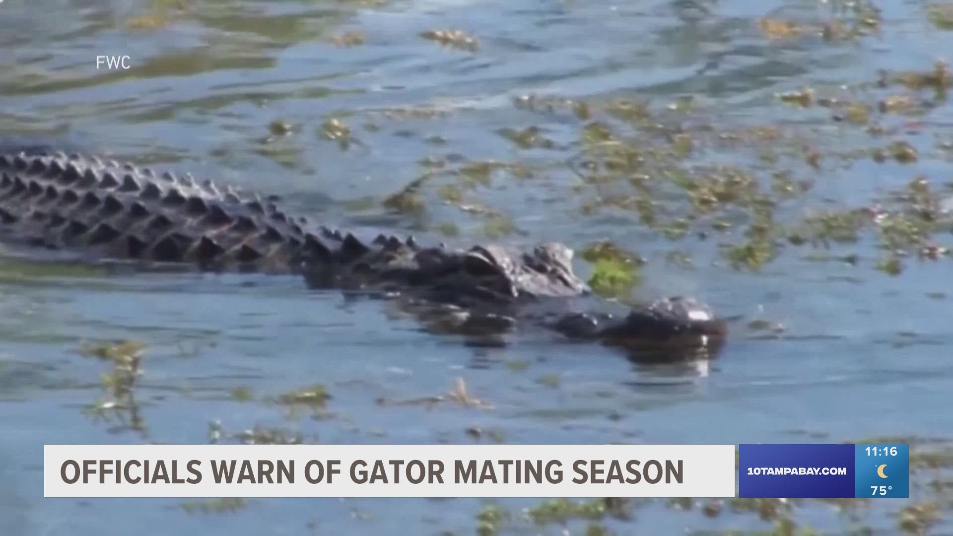 Florida Fish and Wildlife Conservation Commission says gators begin to find partners around early April before mating begins between May and June.
