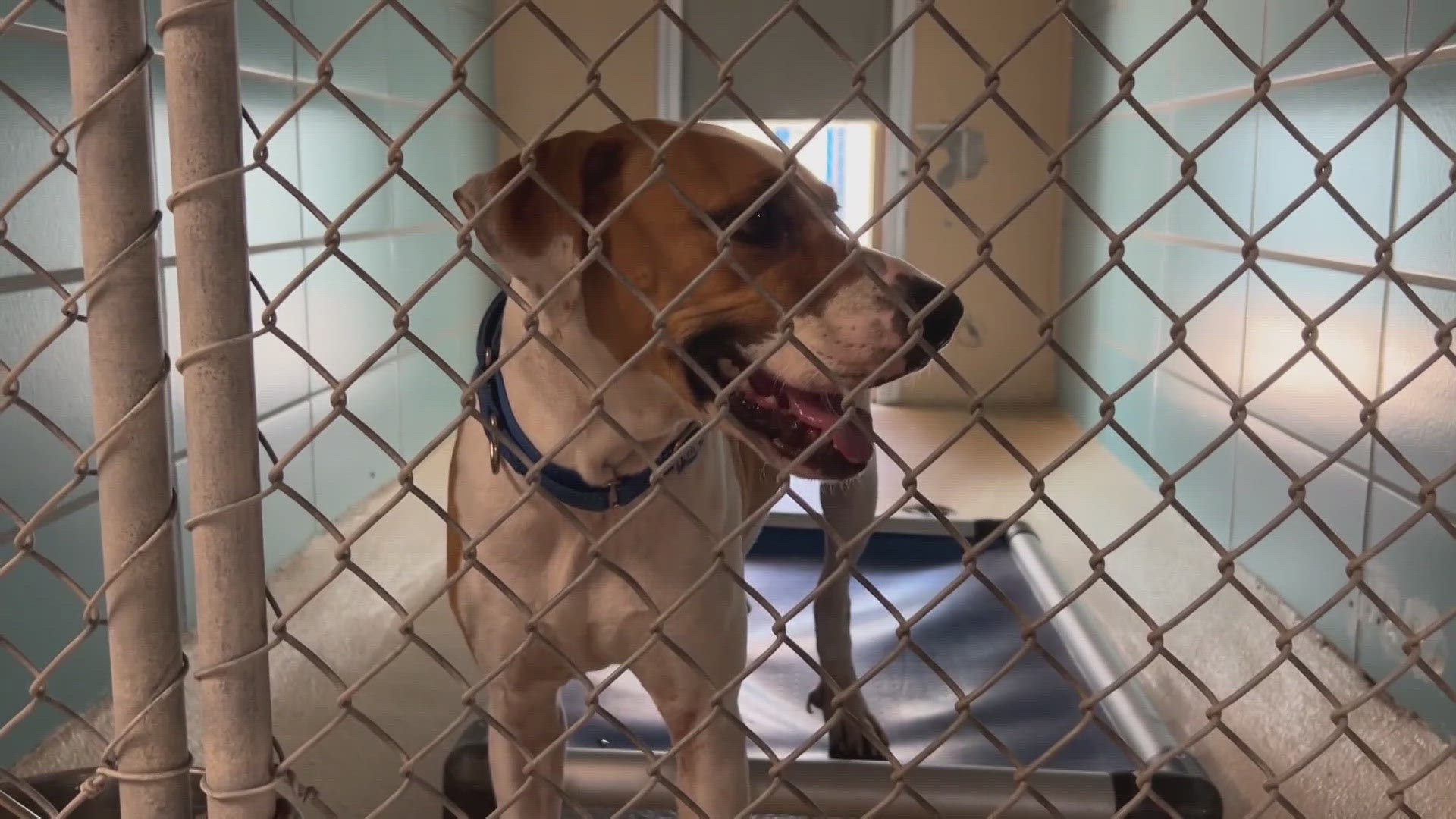 The shelter in Tampa is asking for residents to consider taking dogs for a few days or donating frozen broth cubes or bowls.