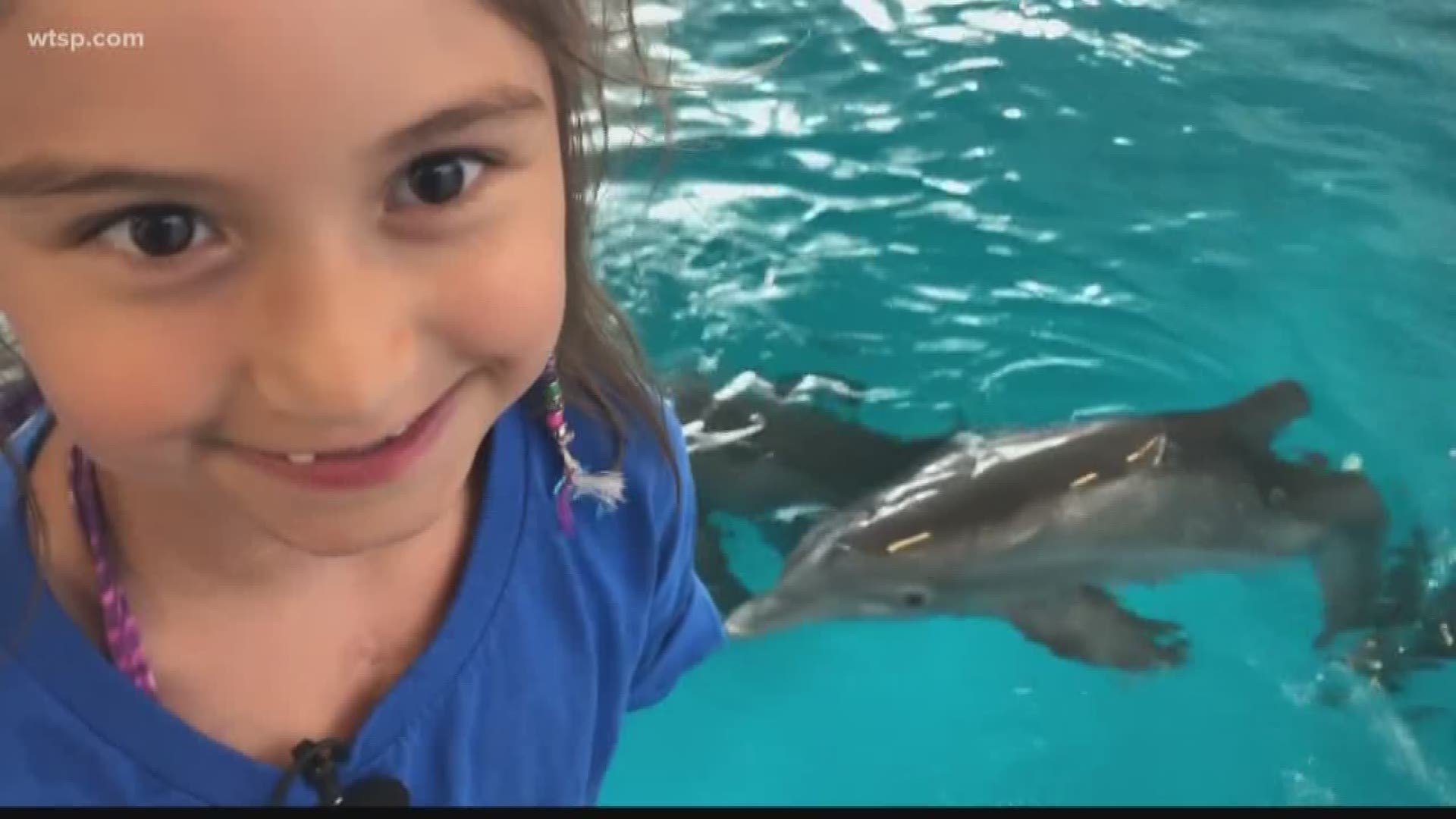 Avery Worthington has been through a lot in her five short years of life after being diagnosed with congenital heart disease. 
While going through numerous surgeries, treatment and procedures, she found comfort and became obsessed with dolphins. 
Avery's mom, Sarah, thinks Avery finds comfort with dolphins like Winter and Hope because the local stars also needed medical treatment to overcome their own disabilities.