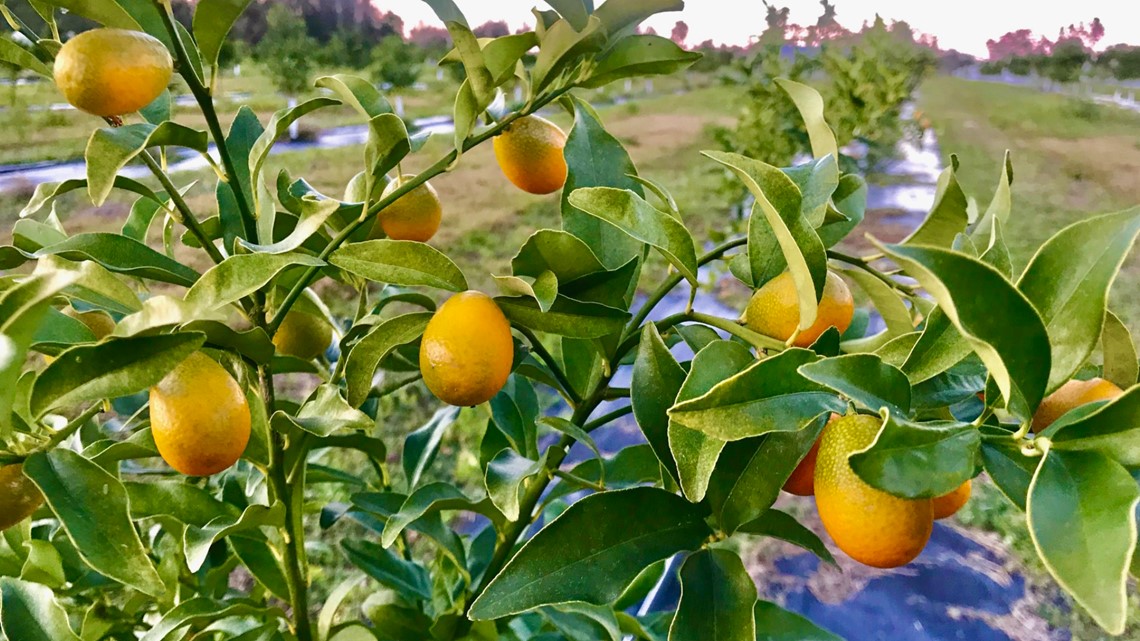 Florida kumquat trees get protected before freezing temps arrive