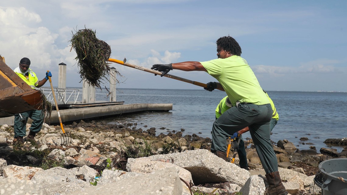 Red tide in St. Petersburg, Florida