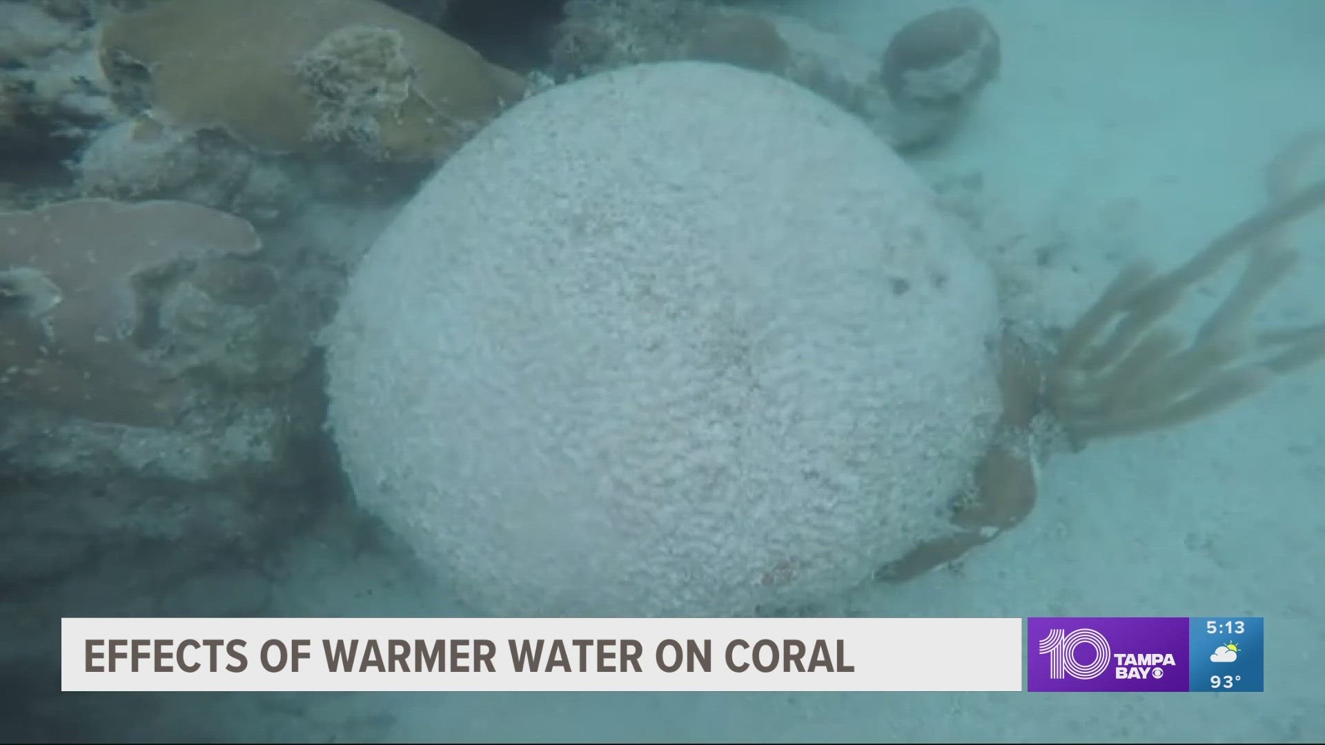 99% of corals bleached at one Florida Keys site, researchers say | wtsp.com