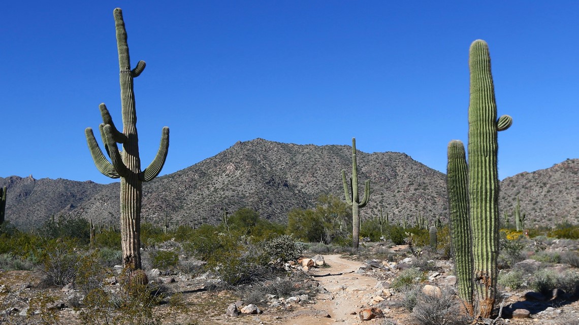 Law Enforcement Looking For Vandals Who Slashed Iconic Cacti At Saguaro National Park Wtsp Com