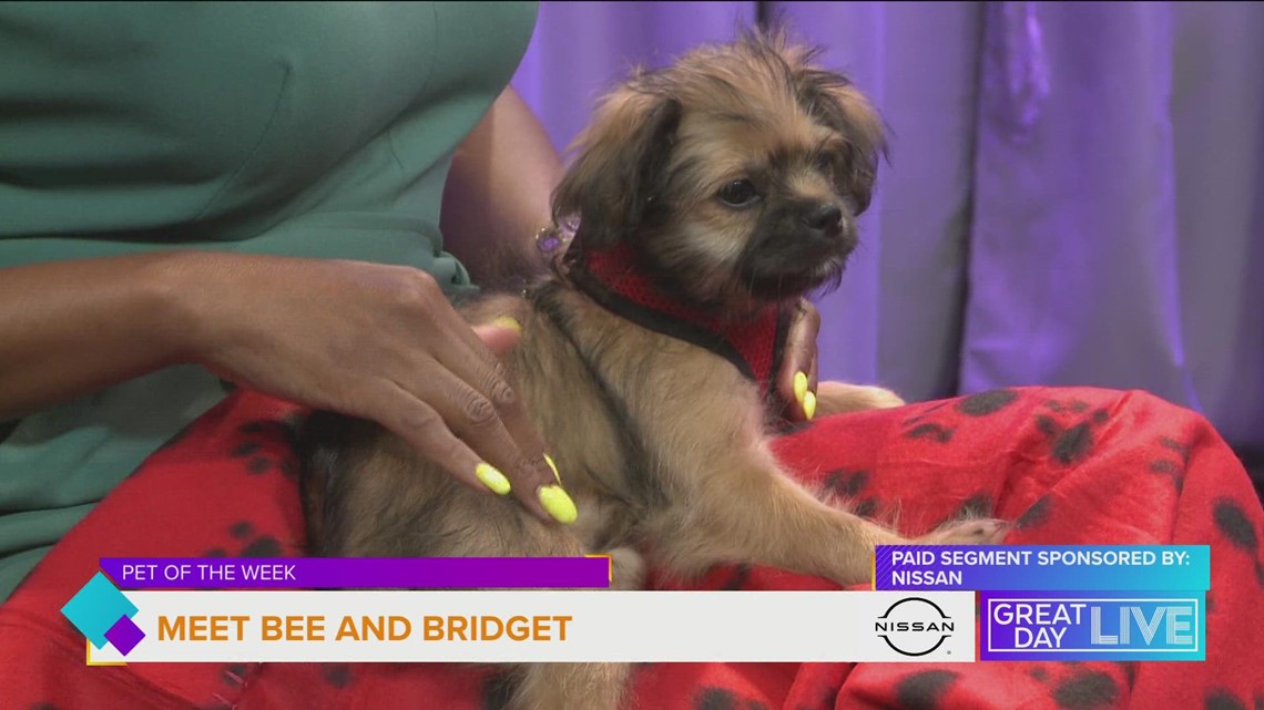 Pets of the Week - Vimarsana News