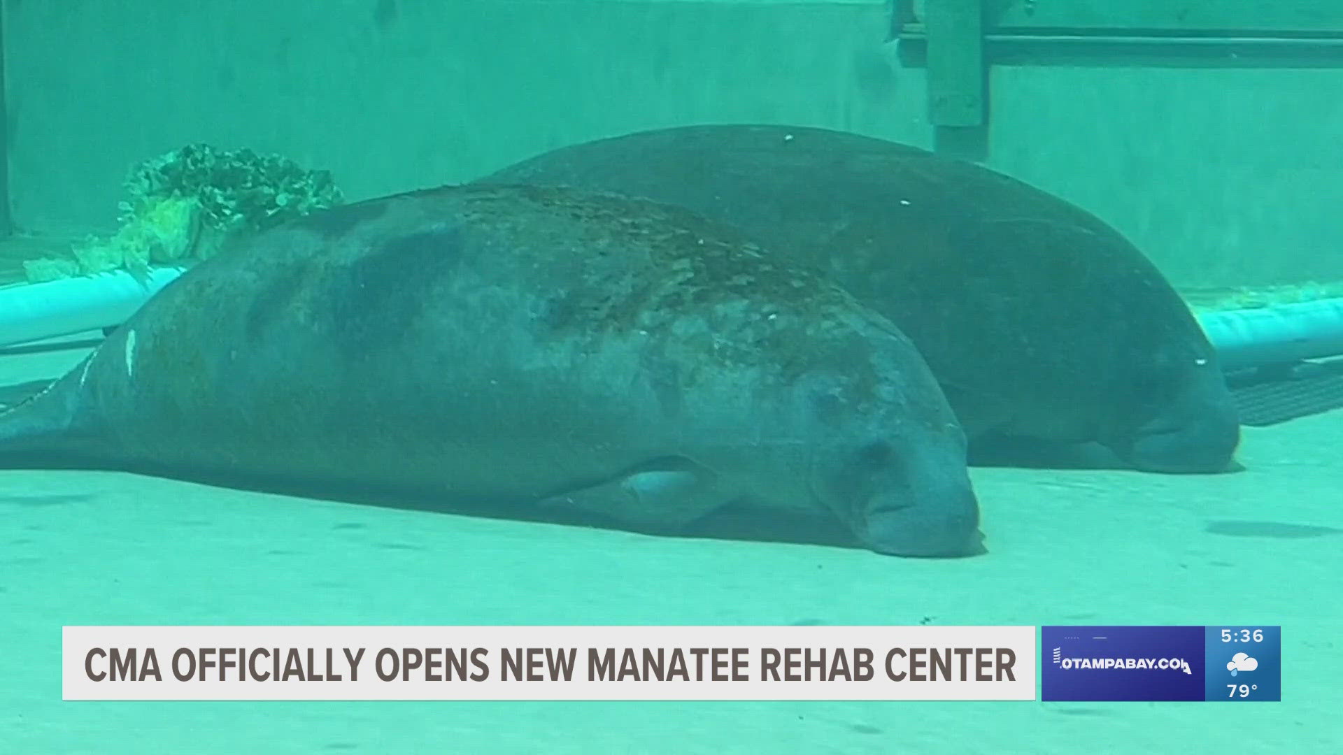 The facility is expected to play a crucial role in helping manatees survive.