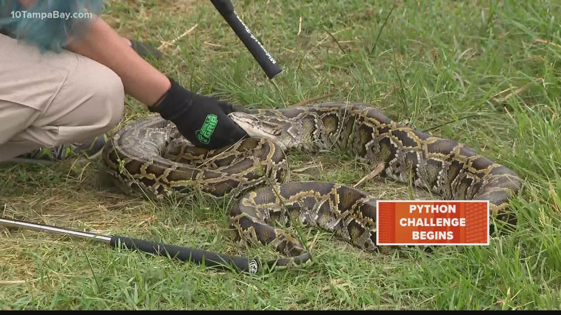 When is Florida's annual python challenge?