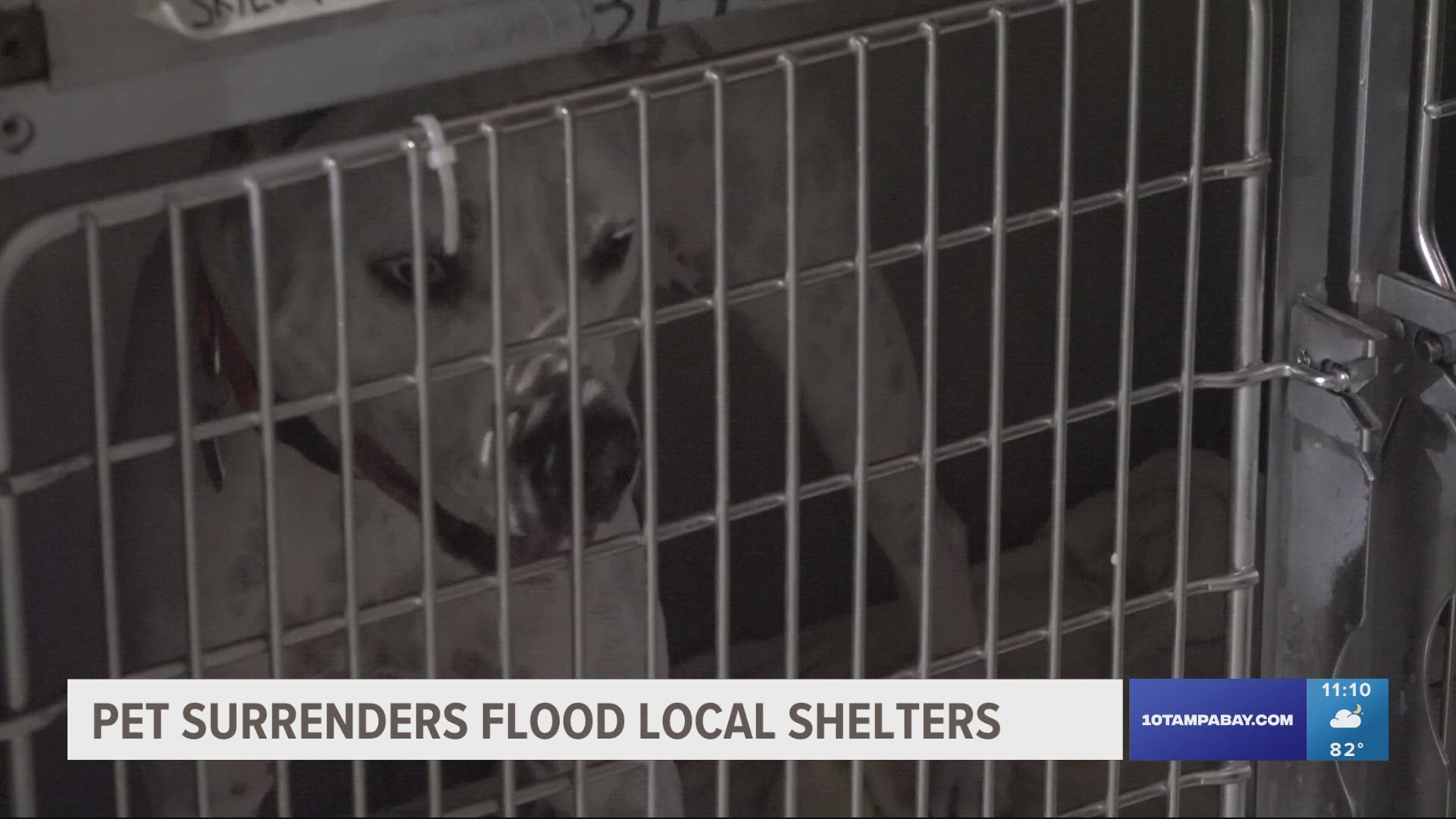 There's an unprecedented level of pet surrenders flooding local animal shelters.