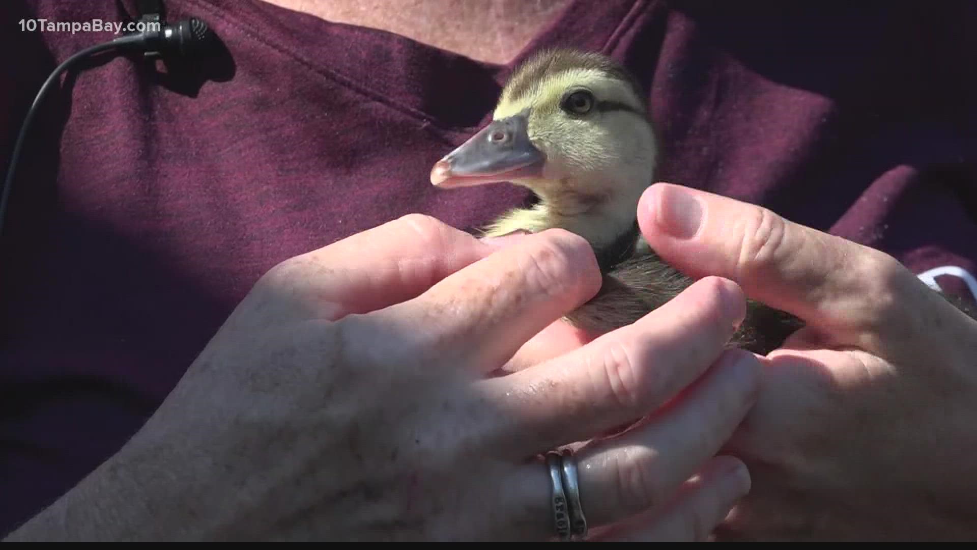 Gail Dixon couldn't stand the thought of her favorite animals being caught and euthanized by trappers. So, she started a duck sanctuary behind her home.
