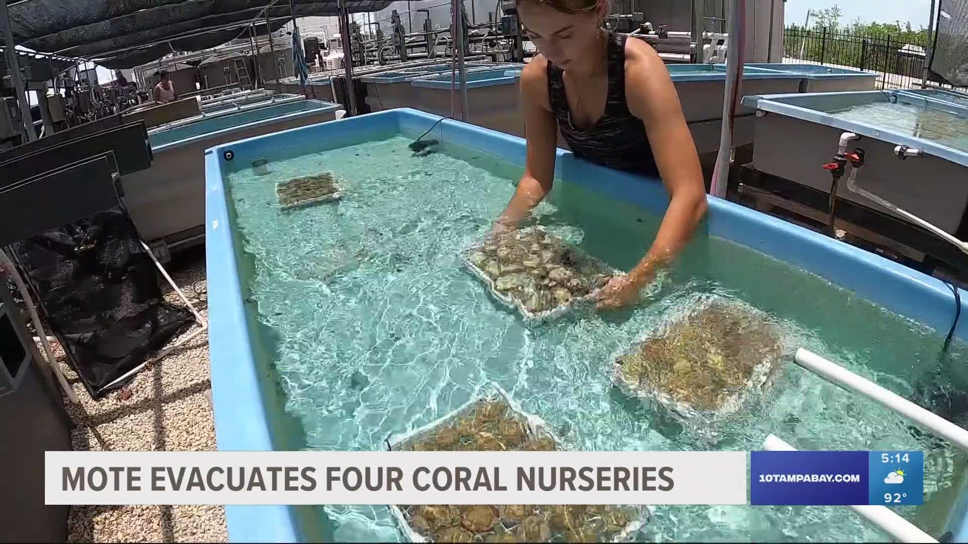 Mote has begun taking its stressed and dying coral from its four offshore nurseries.
