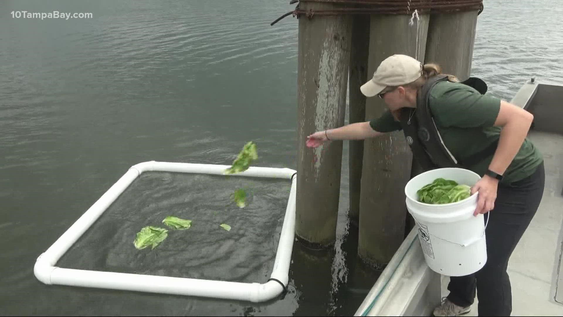 FWC says in total, the feeding program dispersed 202,155 pounds of lettuce at a cost of about $117,000.