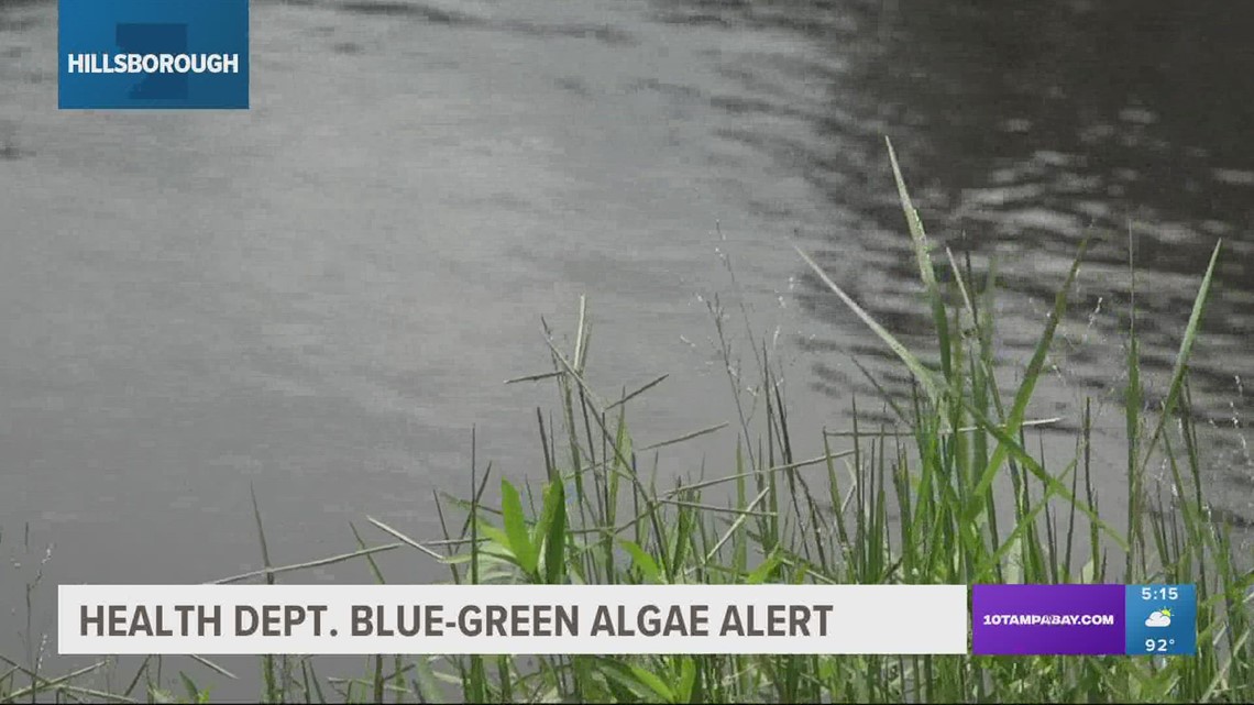 FDOH issues harmful blue-green algae alert for Hillsborough River