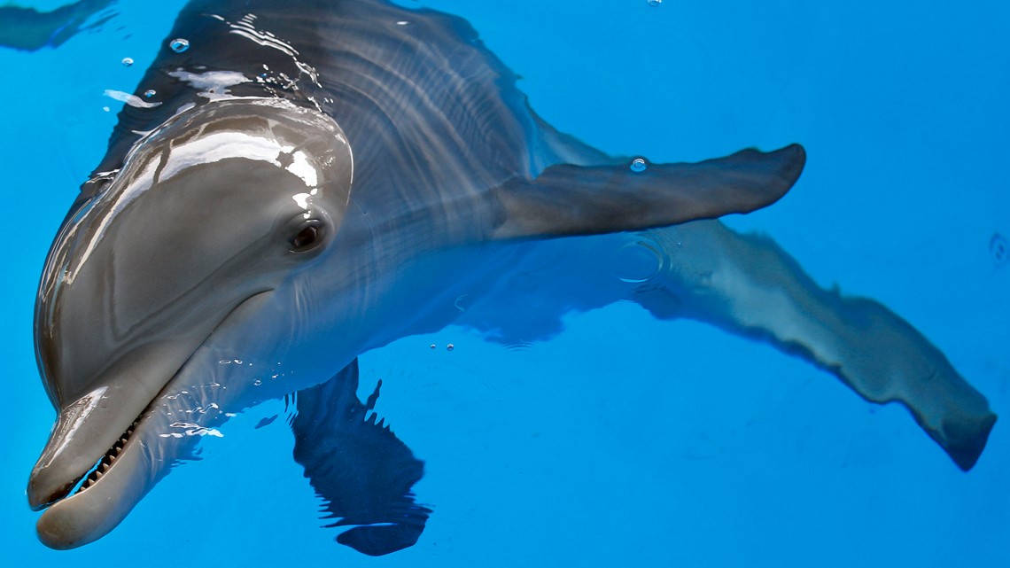 Winter From Dolphin Tale Movie Meets Fisherman Who Rescued Her Wtsp Com