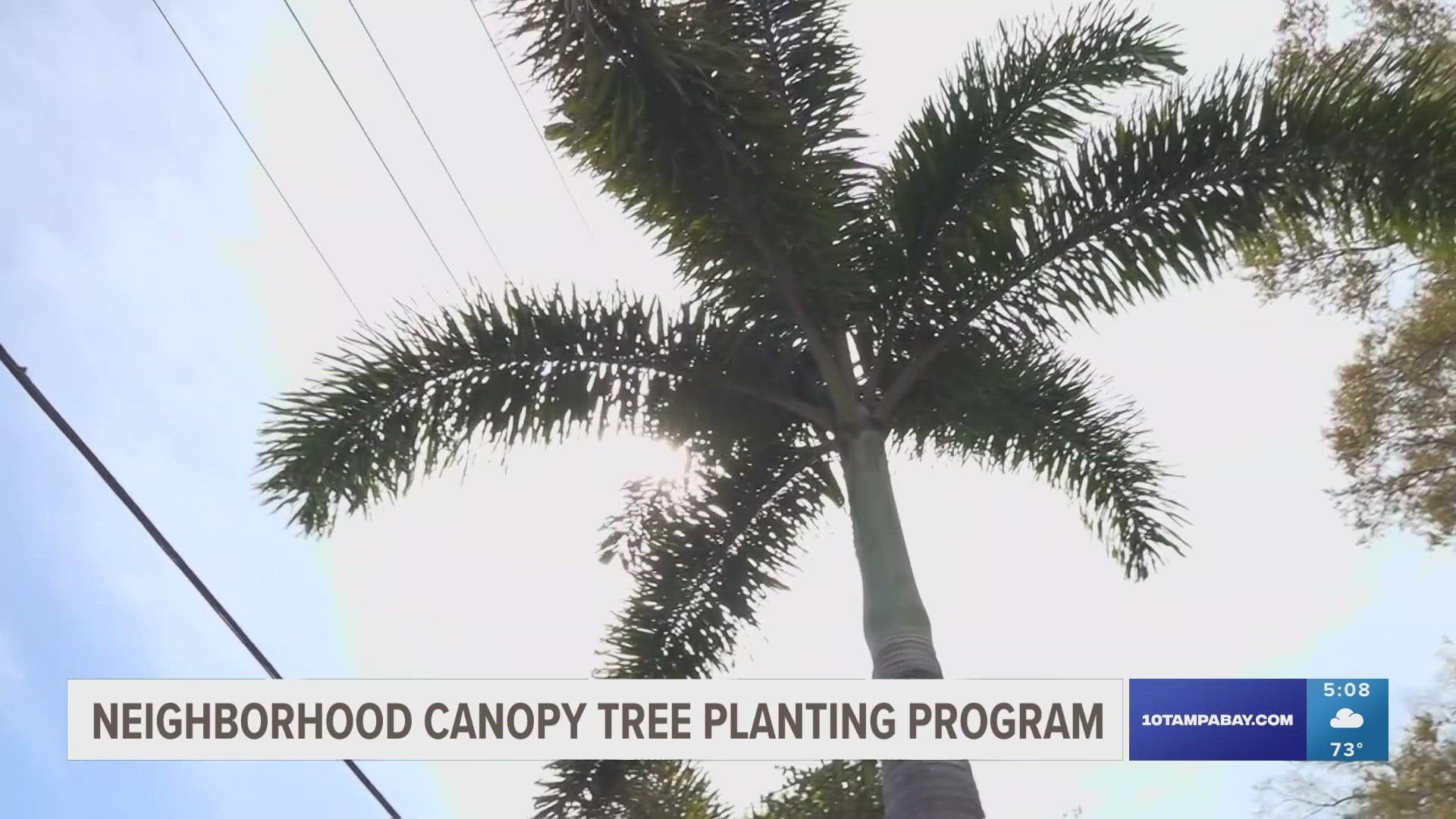 The Neighborhood Canopy Program offers a $500 incentive in to encourage homeowners to plant and maintain canopy trees.