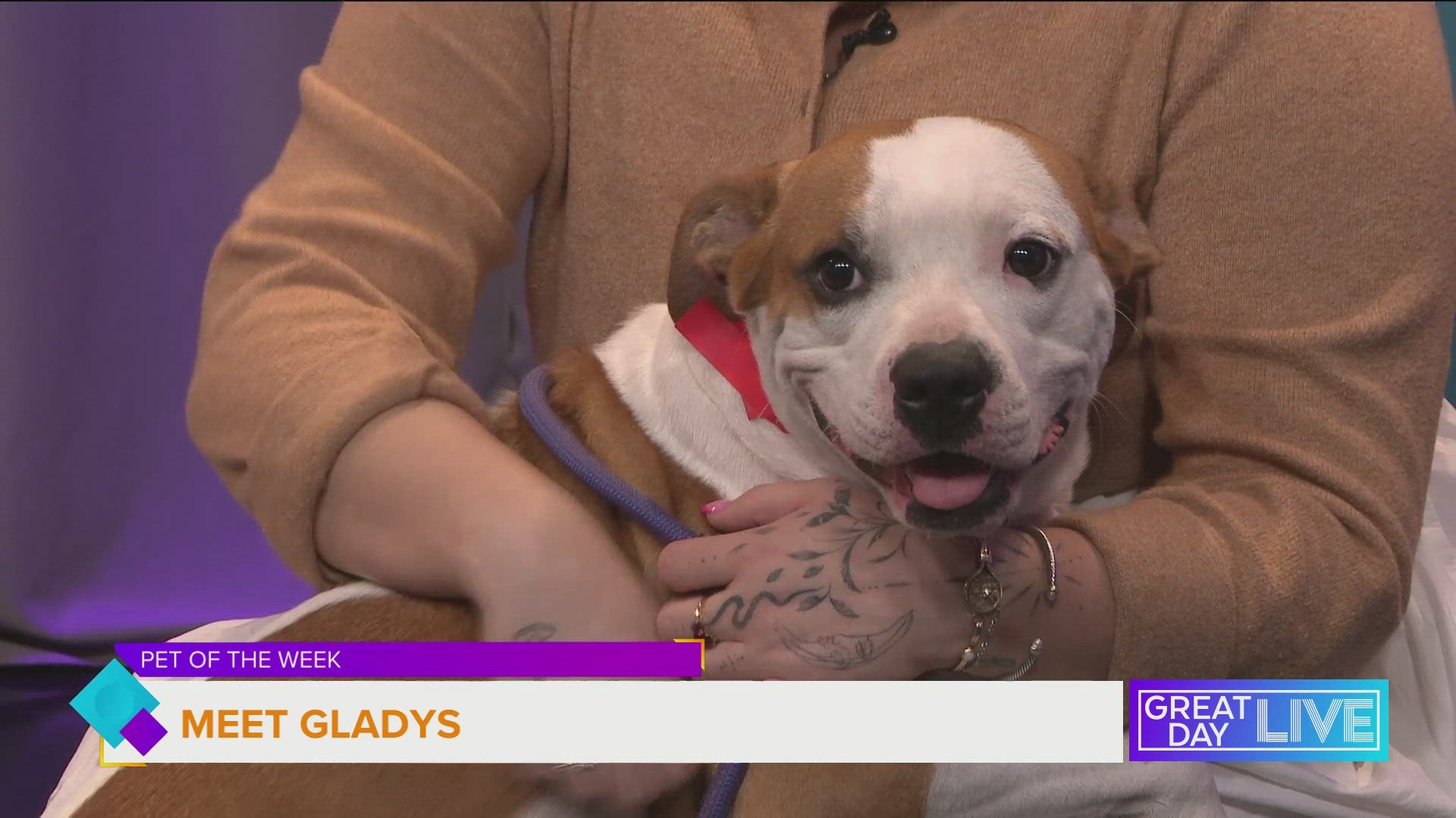 For more information and to view adoptable animals visit humanesocietytampa.org