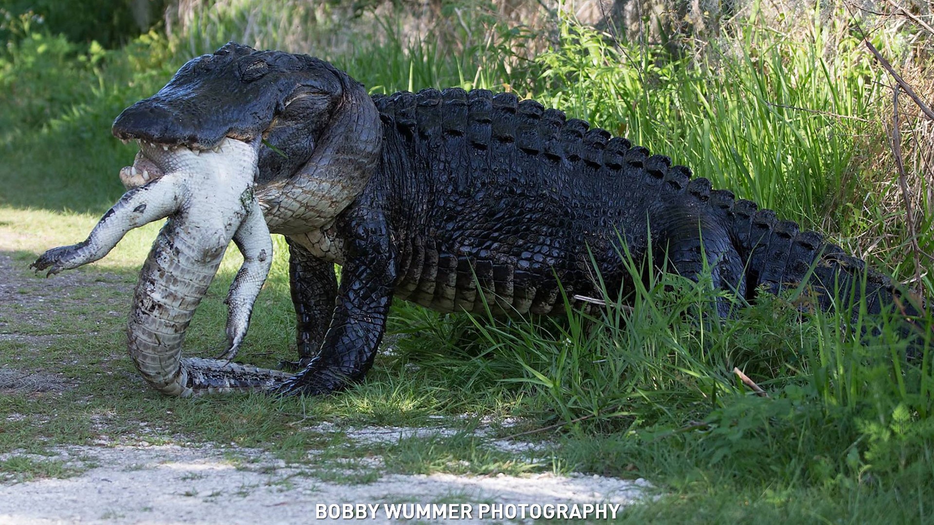 Listcrawler Long Island Alligator