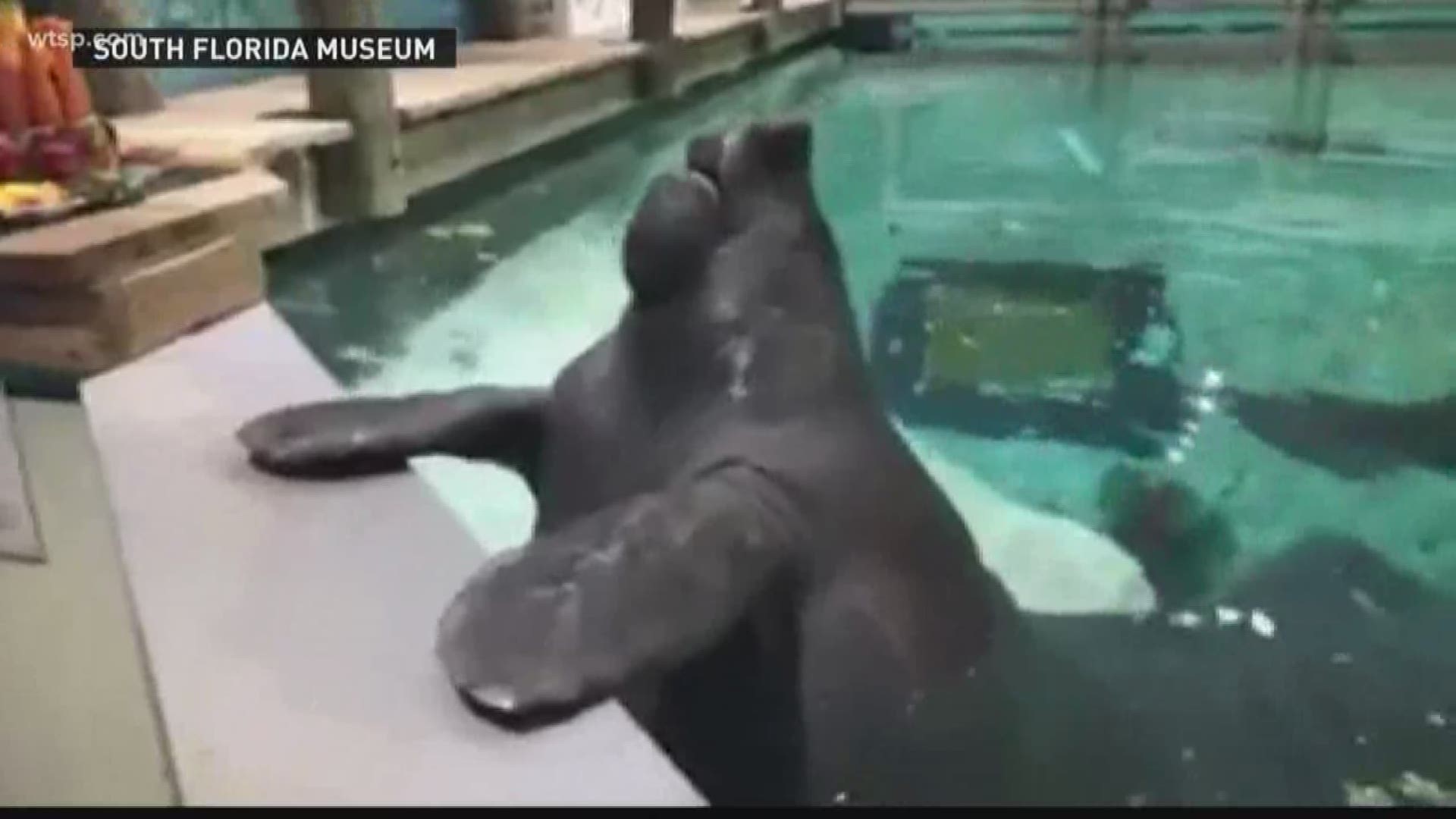 The South Florida Museum has made several changes since Snooty's death on July 23, 2017. https://on.wtsp.com/2M61N6r