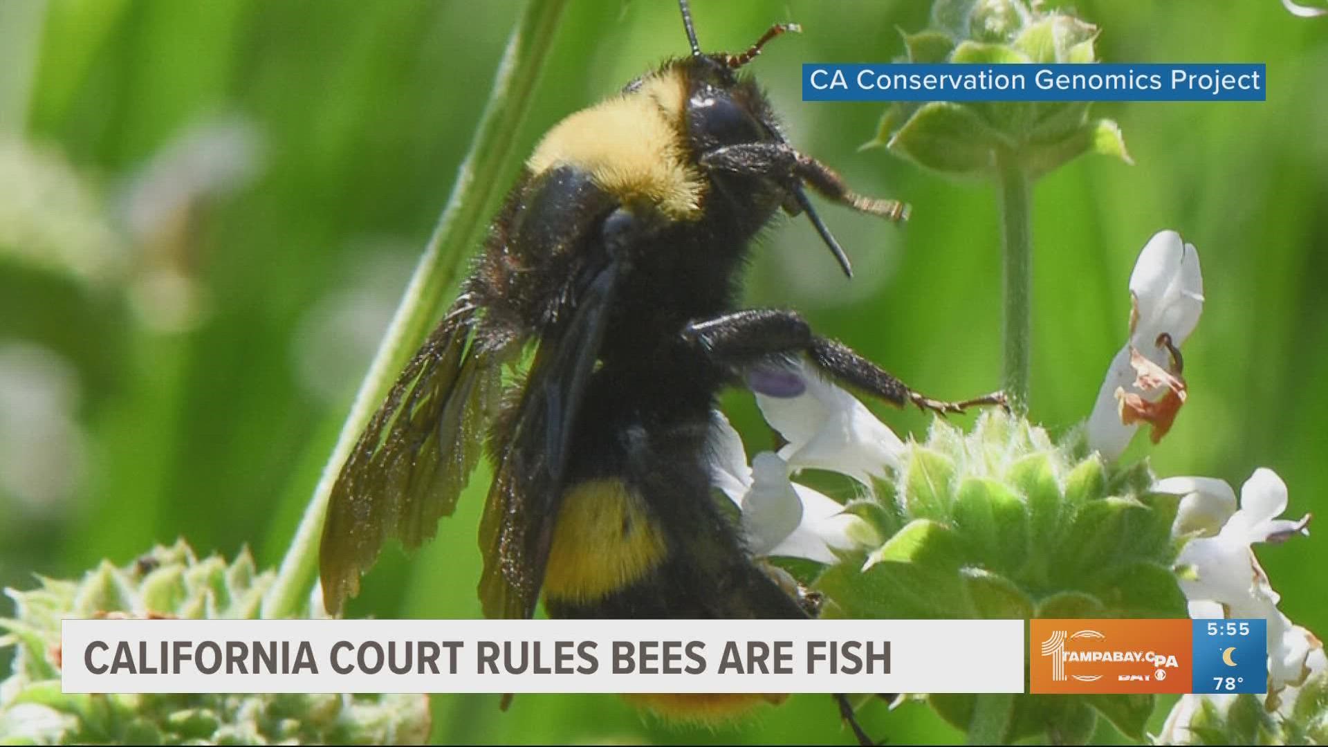 Bees are legally considered fish in California, judge rules | wtsp.com