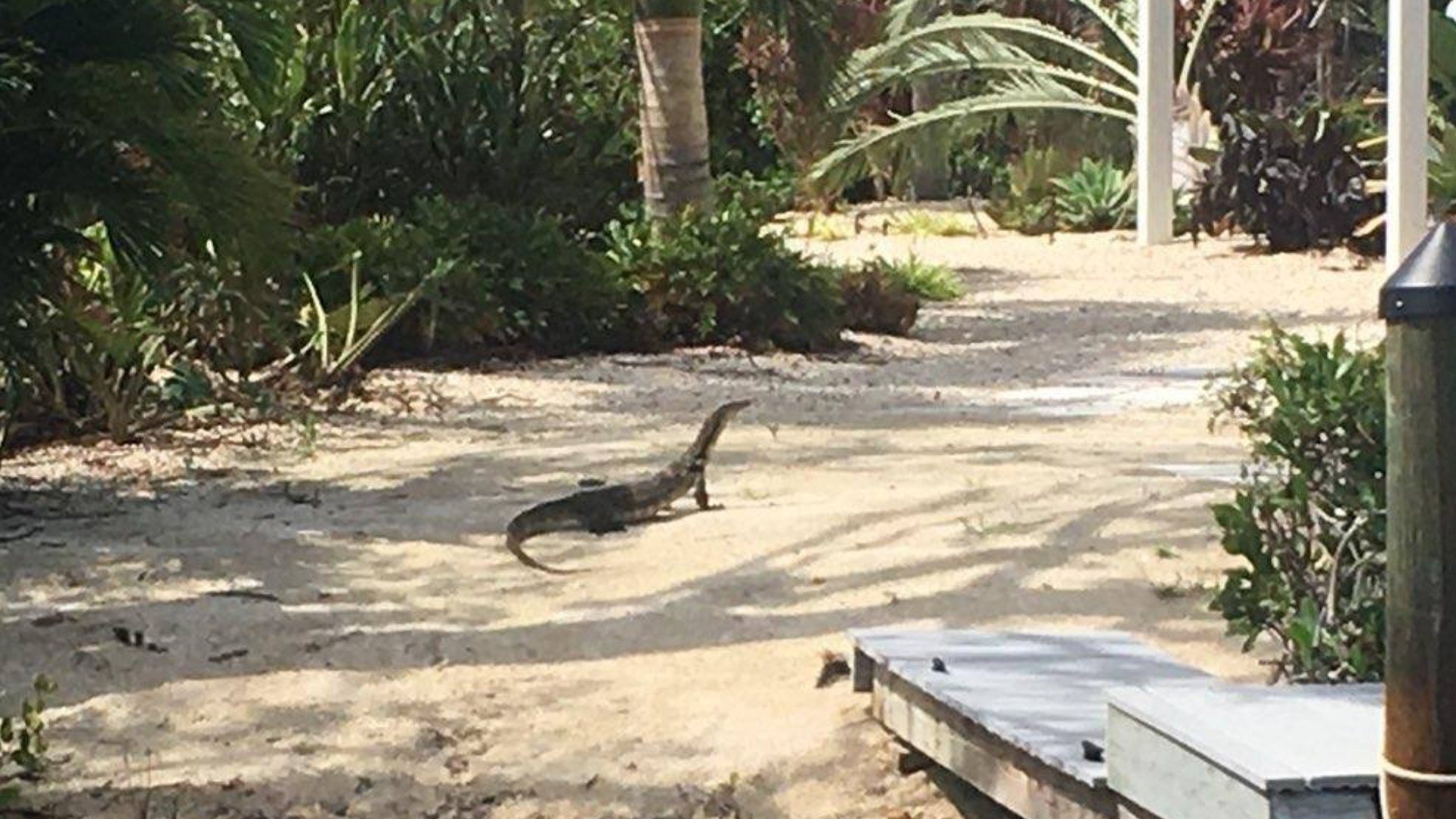 Asian water monitor captured in Florida after year of failed attempts