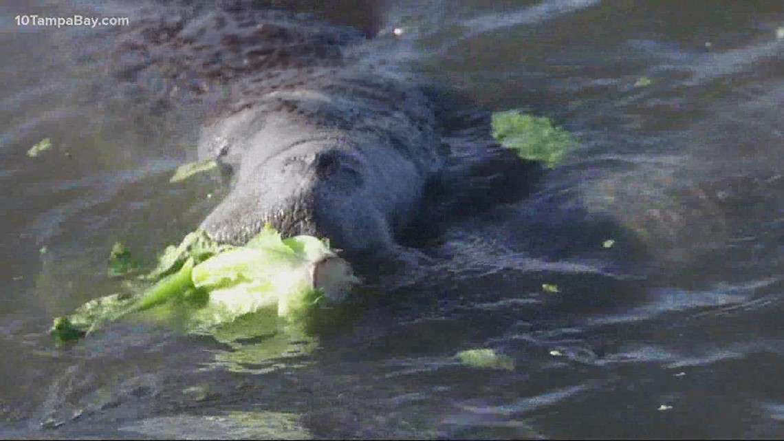 Florida scales back experimental manatee feeding program - Vimarsana News