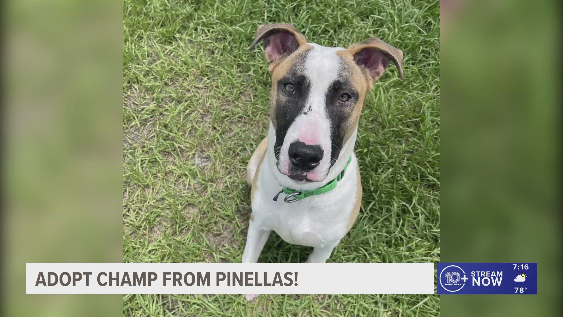 Champ is described as playful, clumsy, curious and cuddly. He is located at the Humane Society of Pinellas County. 