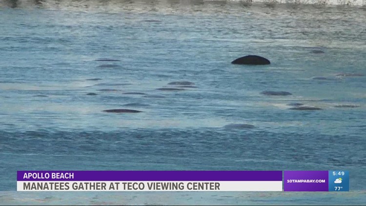 Manatees huddle together at TECO viewing center as weather gets chilly