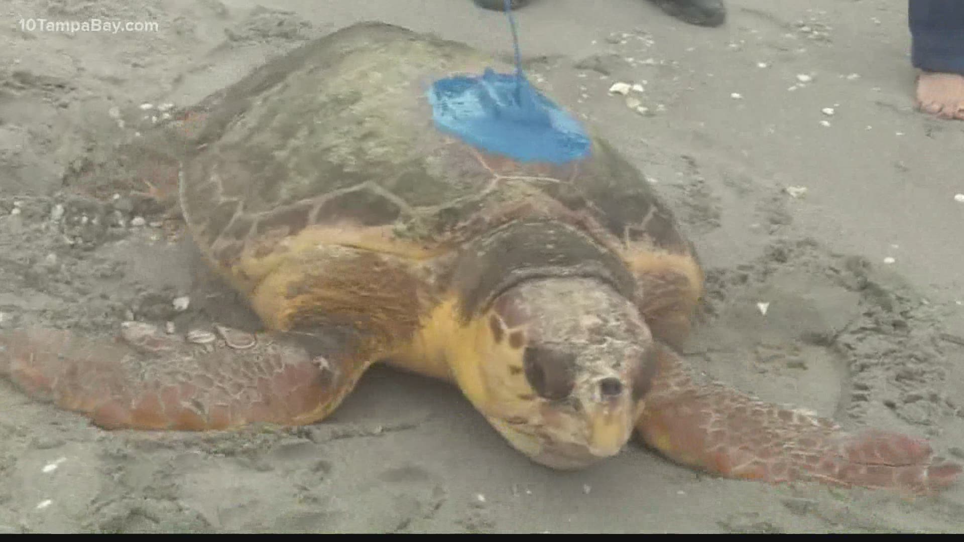 The sea turtle was found stranded in Longboat Key last year.