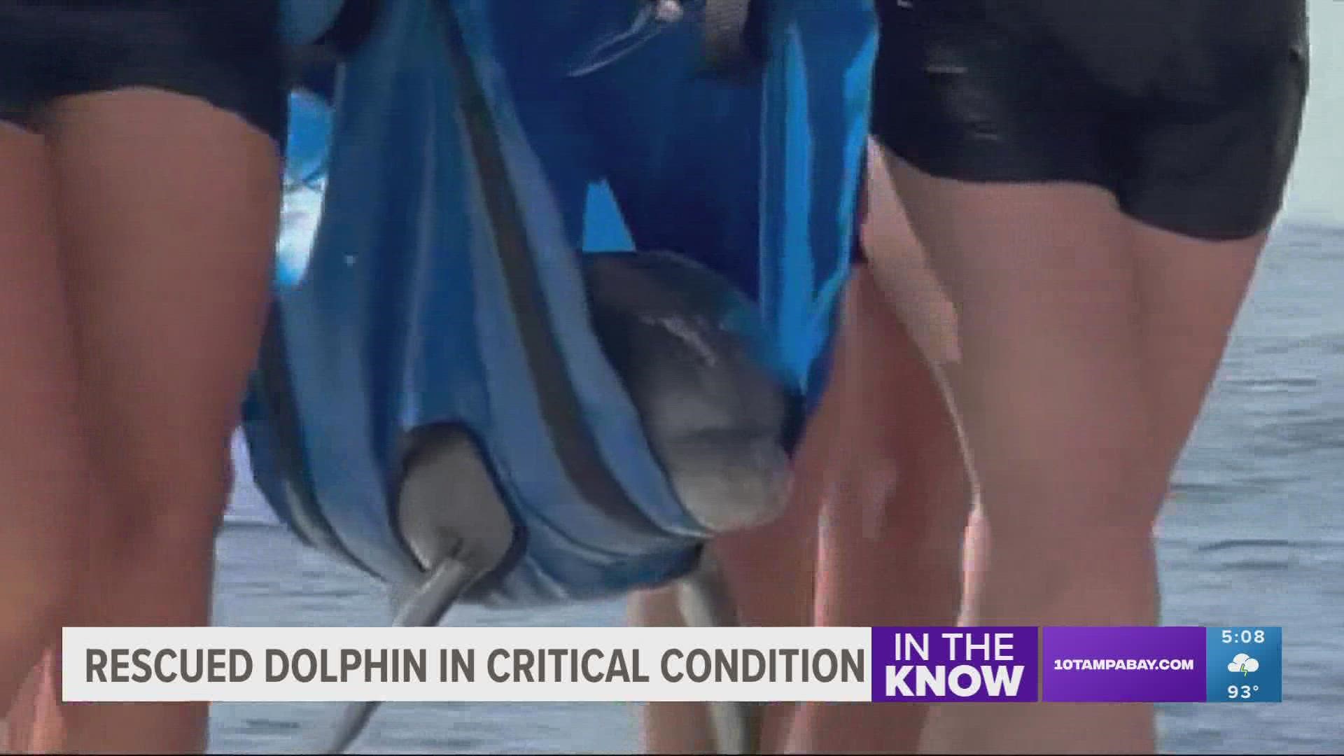 In an update Thursday, SeaWorld Orlando says the male dolphin is receiving around-the-clock care at its facility.