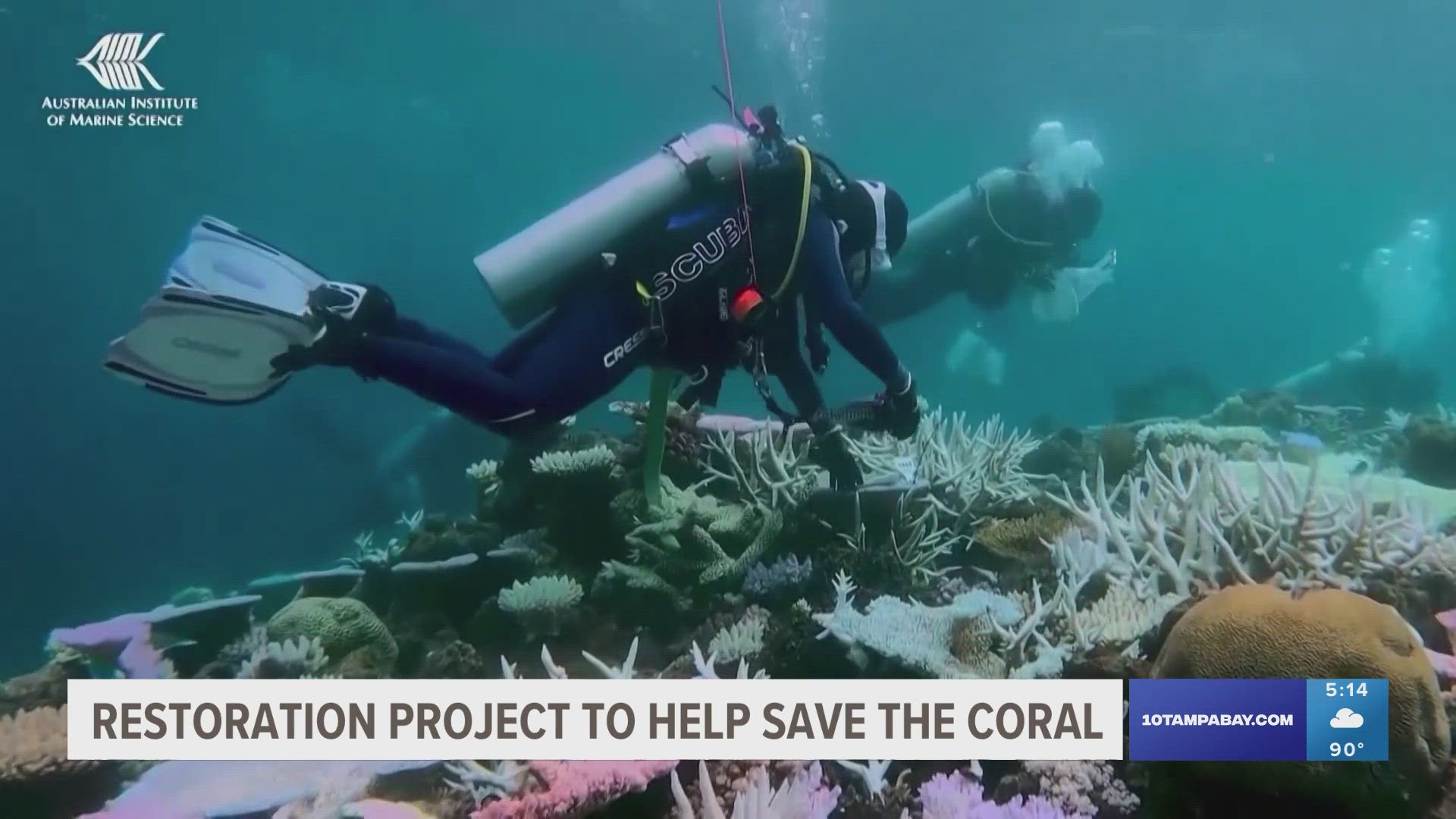Mote Marine Laboratory said the project is the first step in bringing the coral reef back to health.