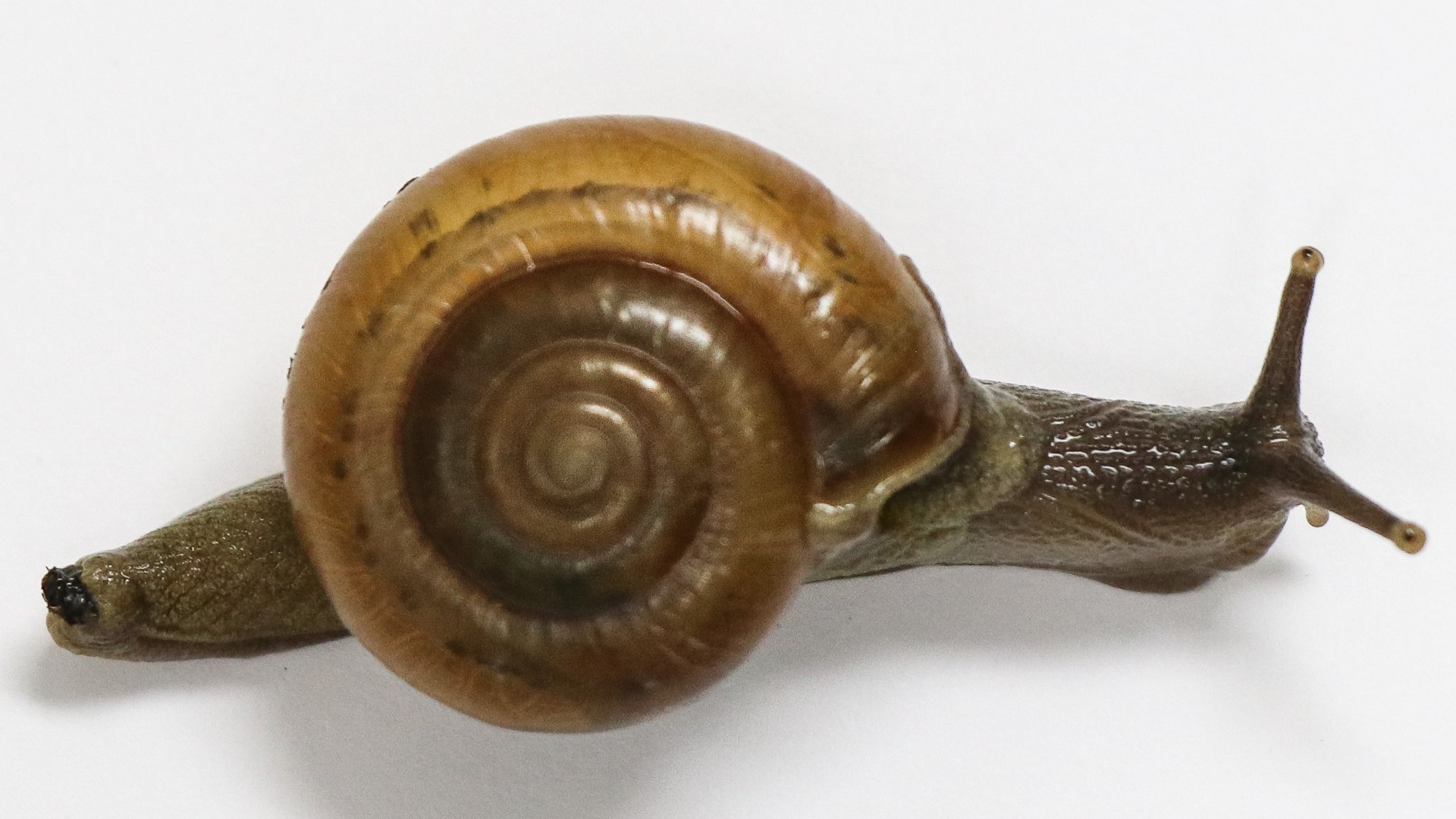 What is the invasive snail found in Florida?