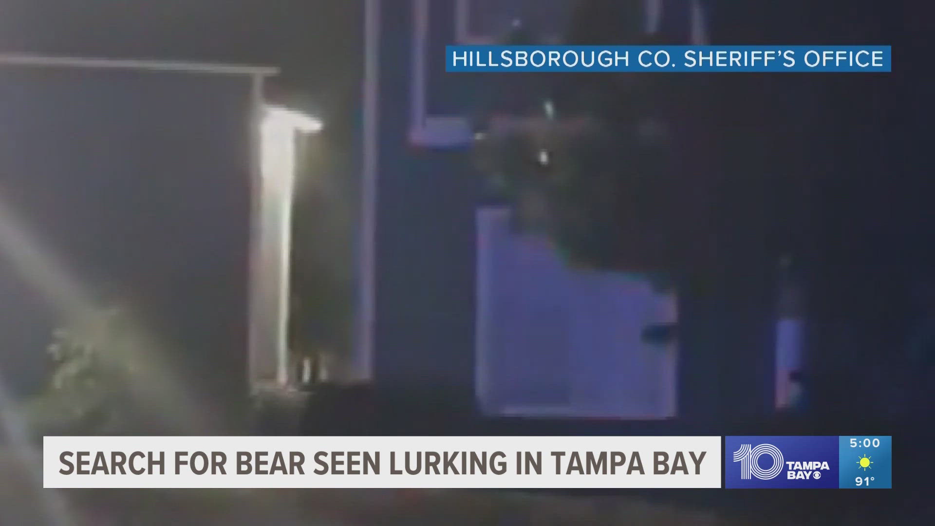 In the last few days, a black bear has been spotted in Oldsmar, Town 'N' Country and Carrollwood.