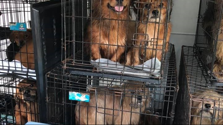 Hundreds of animals rescued from Orange County home | wtsp.com