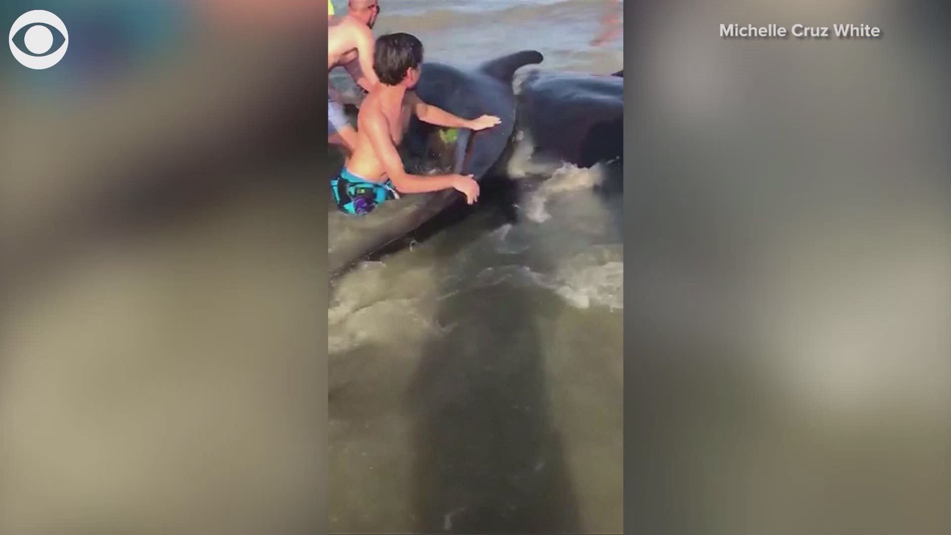 People on the beach on St. Simons Island, Georgia, helped these pilot whales back into the water on Tuesday. The Georgia Department of Natural Resources said the whales repeatedly tried to beach themselves. The pod of whales was last seen offshore Wednesday.