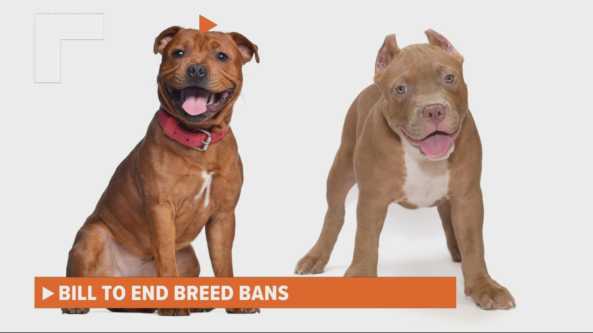 Soon, pit bulls might not be singled out anywhere in Florida.