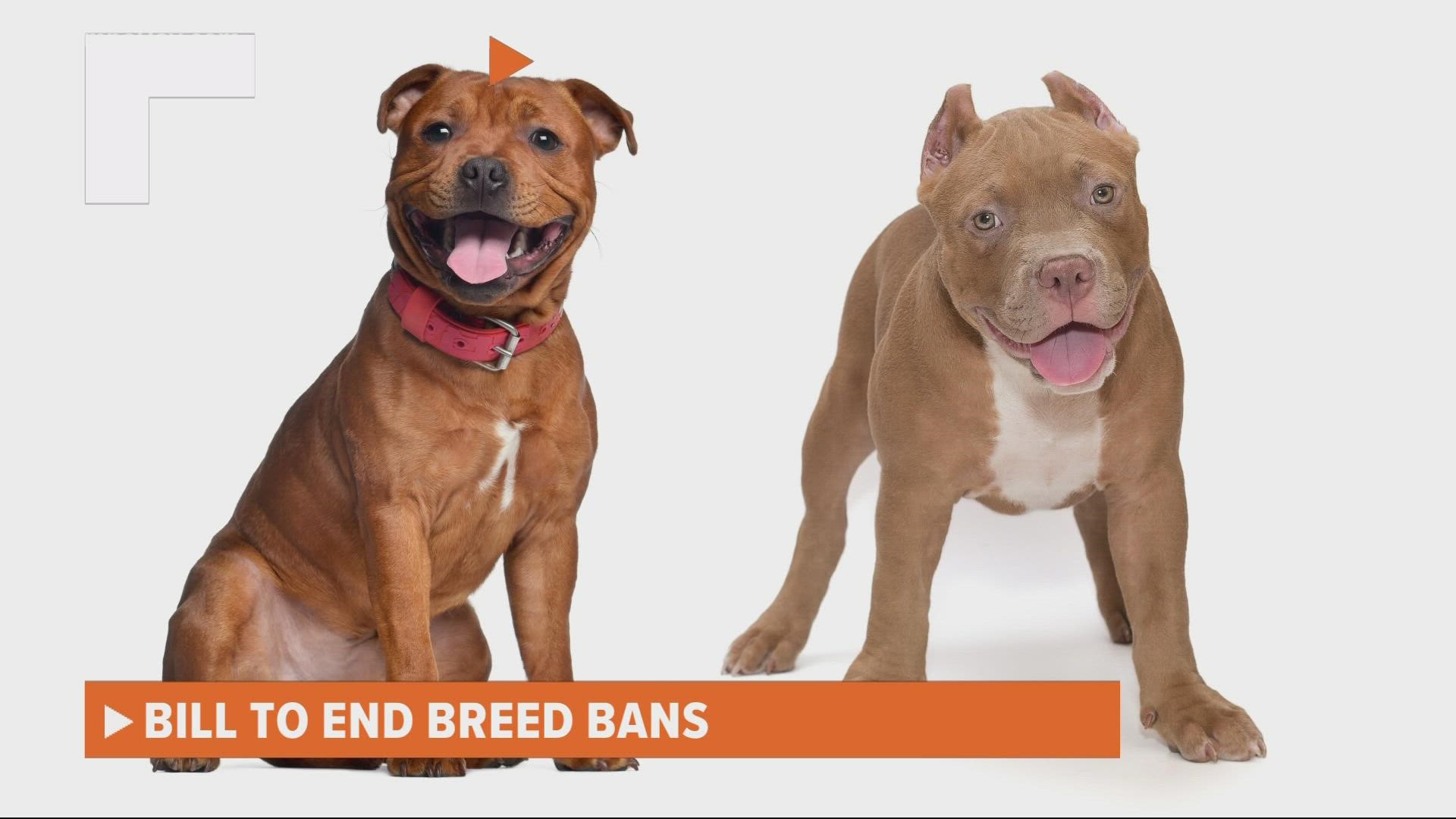 Where Are Pitbulls Banned In The World