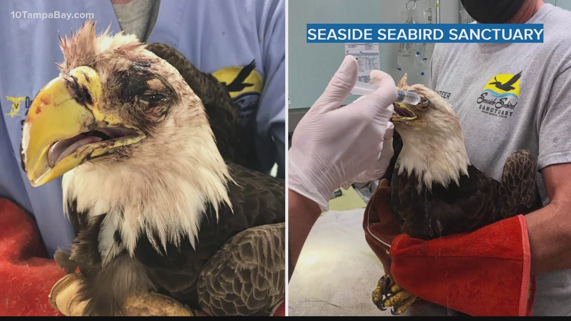 Richard and Alisa Rushing called the Seaside Seabird Sanctuary after finding an injured eagle in their yard. They have been keeping close tabs on the bird since.