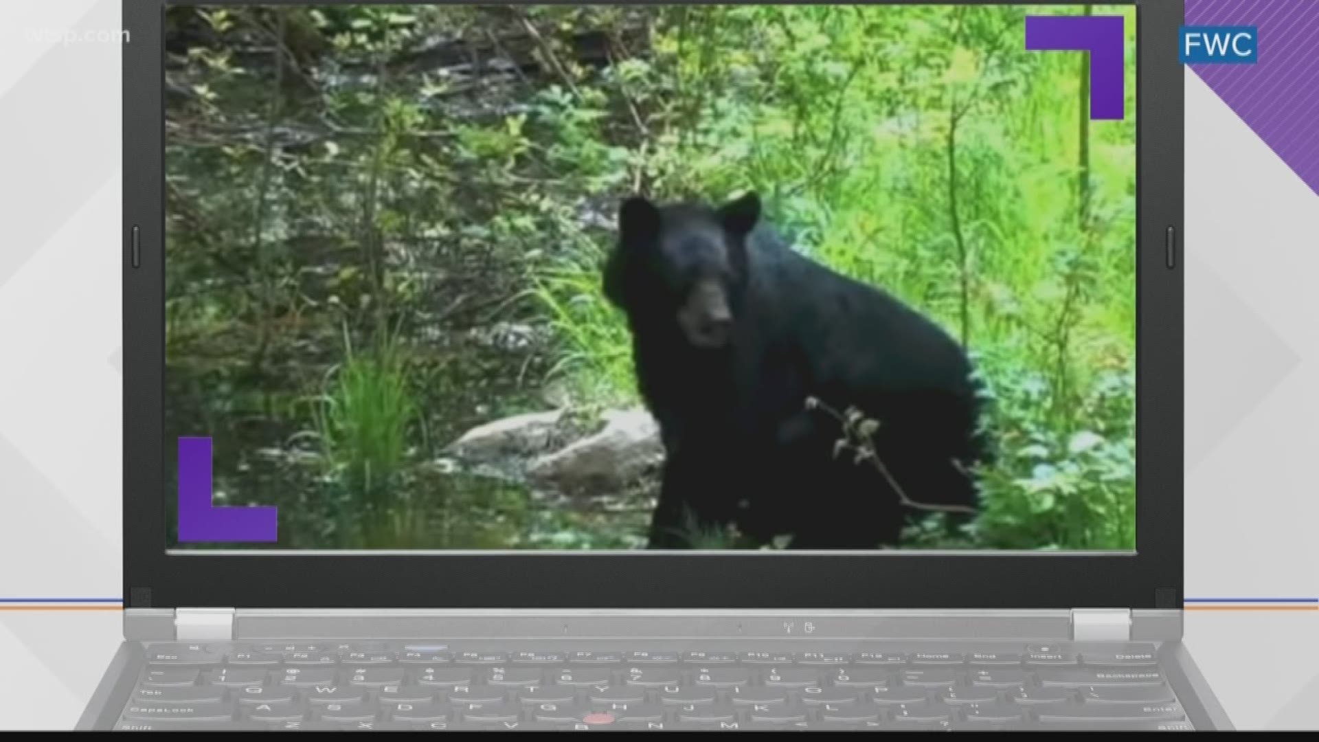 The Polk County Sheriff's Office said it's already received two reports of black bears in the area.

June is the start of black bear mating season in Florida, and the sheriff's office and Florida Fish and Wildlife Conservation Commission issued a reminder about not interacting with these animals.

The sheriff's office said a black bear was reported near the airport in Lakeland and another was spotted near Drane Field Road. 

The FWC reminded residents that black bear sightings this time of year are not uncommon because young bears are leaving the family unit. June is also the start of the black bear mating season when the animals can travel farther to look for a mate.

The FWC said residents should secure outside "attractants" like garbage, pet food and birdseed to keep bears away from homes. Wildlife officials said you should never approach a bear if you see one, and to keep a safe distance.

"If you do encounter a bear at close range, do not run," the FWC said. "Remain standing upright, speak to the bear in a calm, assertive voice, and back up slowly while leaving the bear with a clear escape route.” 

Florida black bears are the only bear species in the state. These animals prefer habitats like forested wetlands, natural pinelands, hammocks, scrub and shrub lands. The FWC said bears will also congregate in areas with a lot of food, including human food.

If you spot a black bear, the sheriff's office and FWC ask you to call the Southwest Regional Office at 863-648-3200.