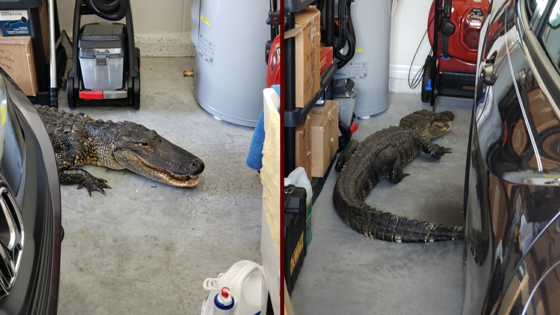 7foot alligator wanders into North Port garage