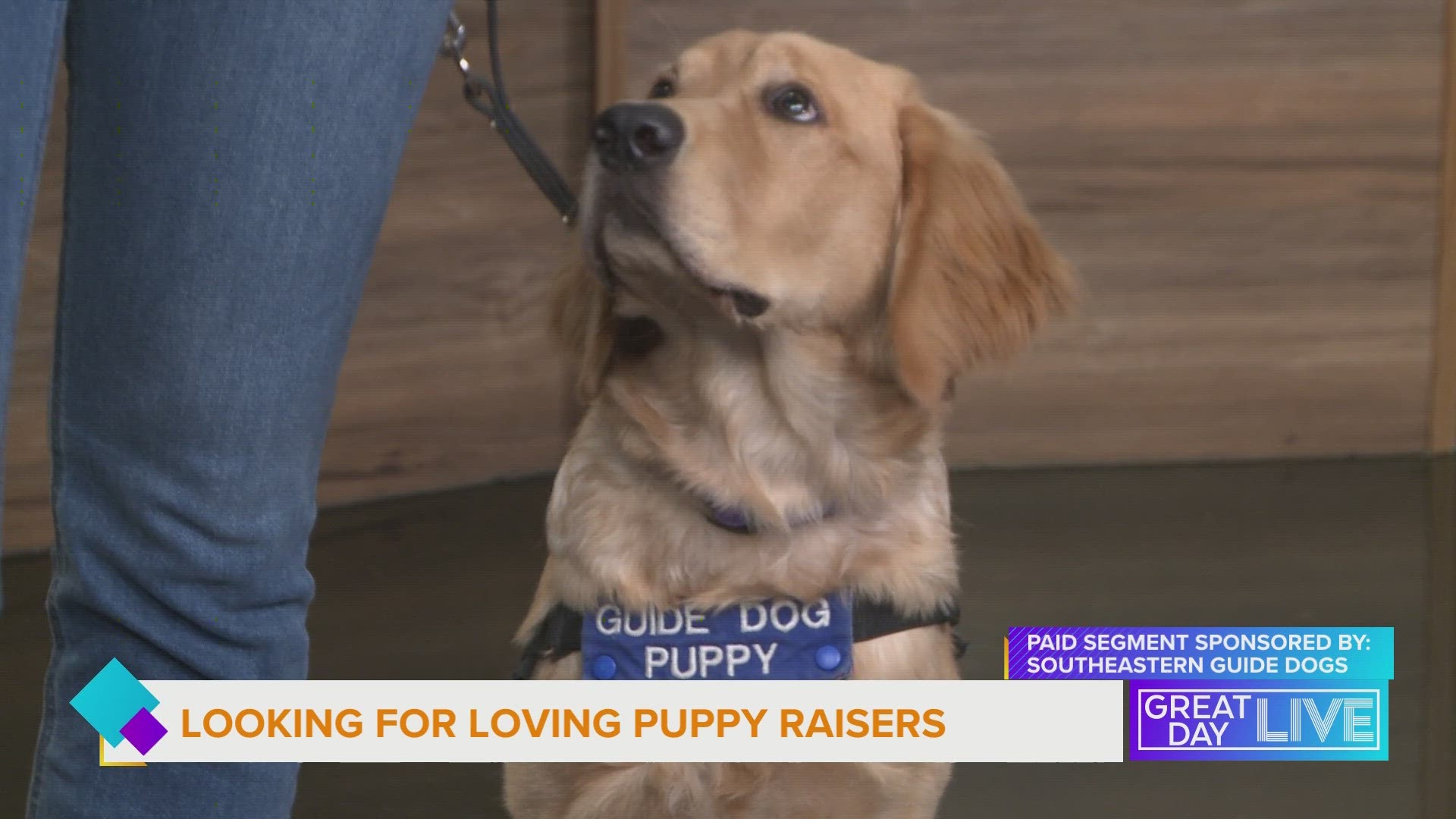 Shelter Dog Has Waited Her Whole Life For A Real Home - The Dodo, image size:1920x1080