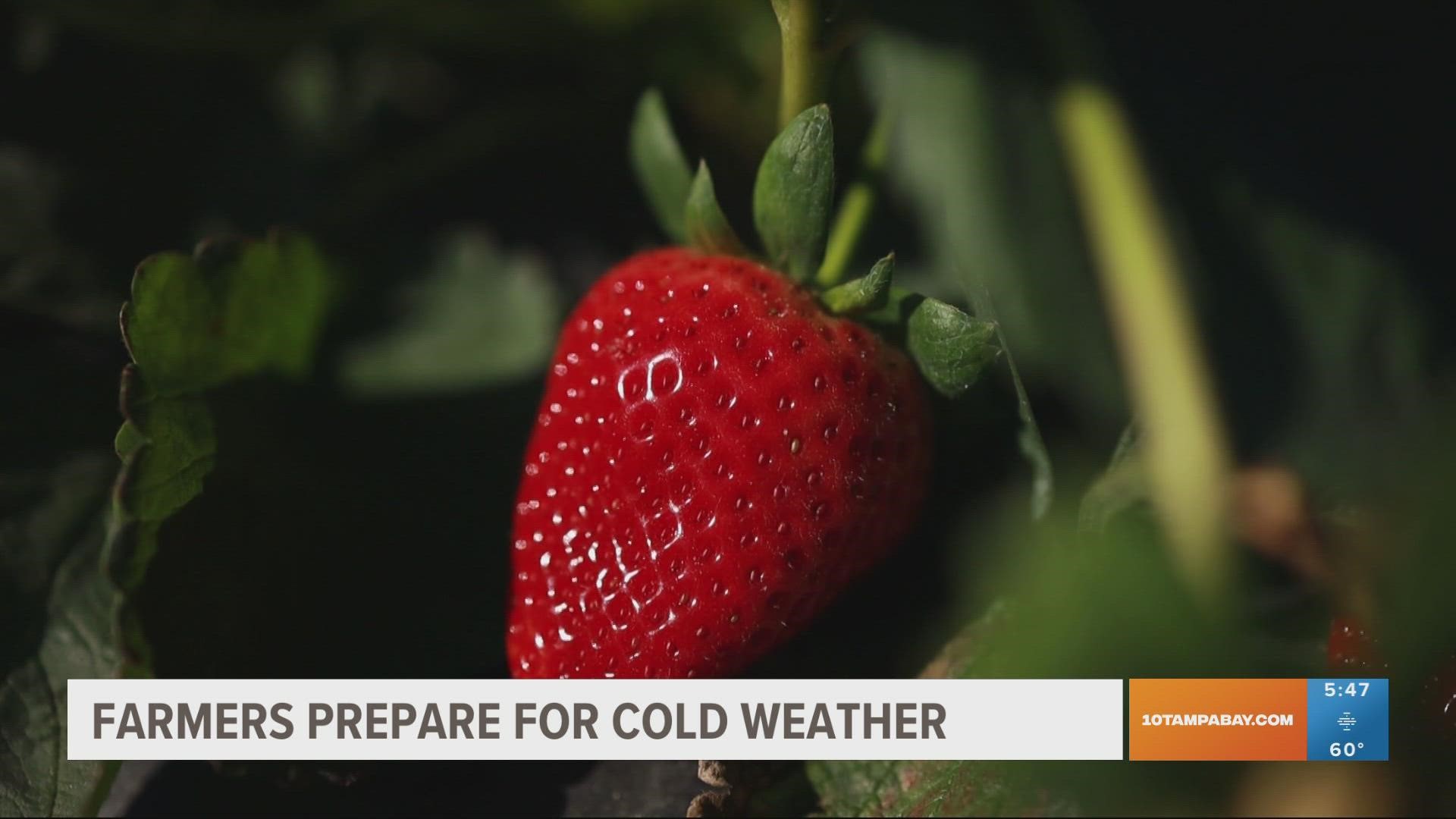 A strawberry farm in Plant City can run freeze protection on the fields if temperatures drop below 32 degrees.