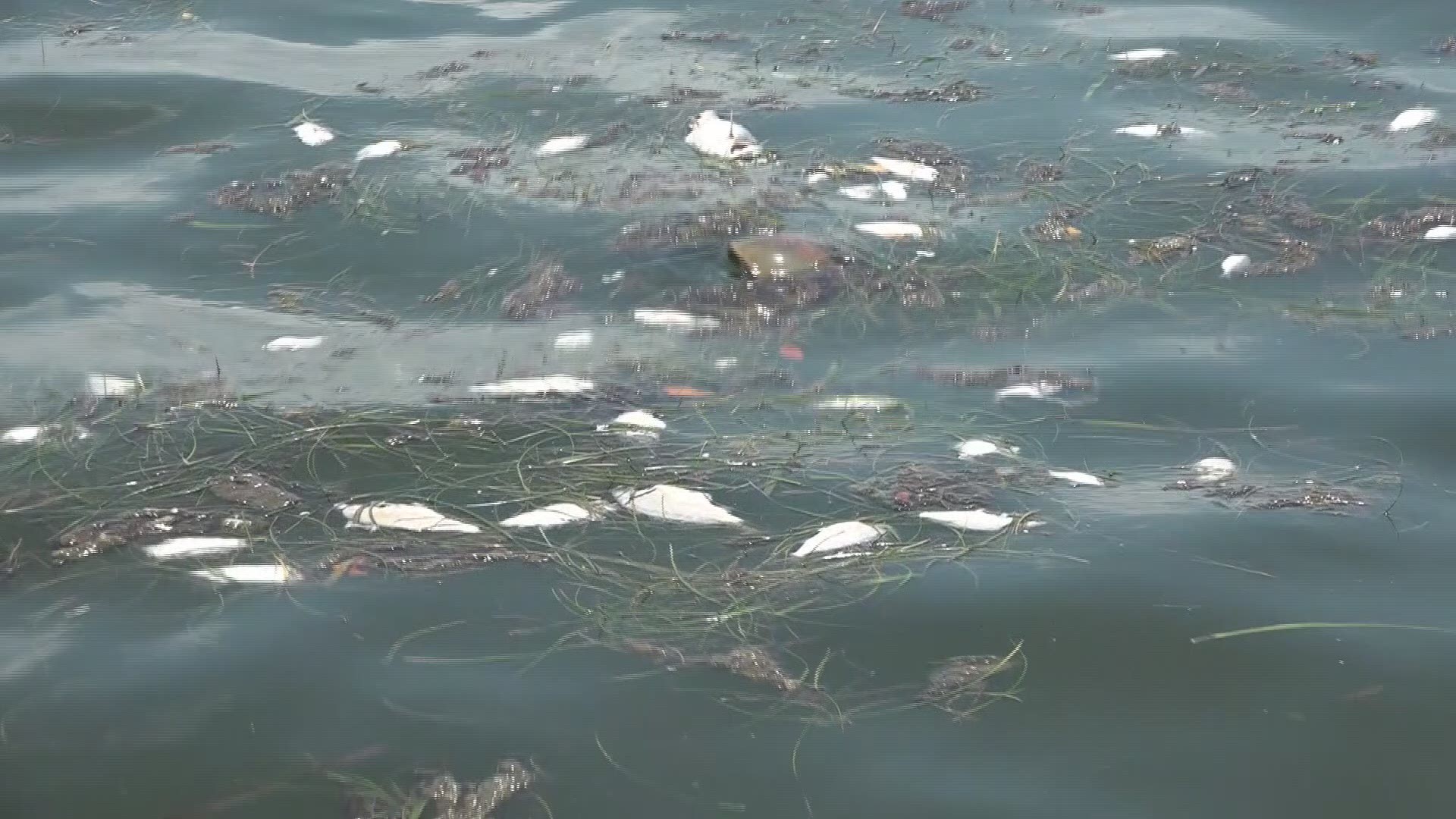 We’re now learning the red tide bloom that gripped much of Florida’s west coast had a greater impact on game fish than expected. That’s why FWC has expanded the catch and release ban it ordered last year for snook and redfish and added seatrout to the list.