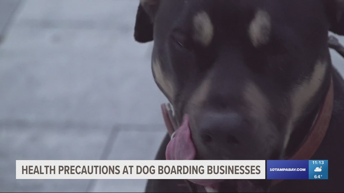 Tampa Bay dog boarding facilities take extra precautions as highly