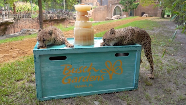 Busch Gardens' cheetah cubs get taste of the Stanley Cup with icy