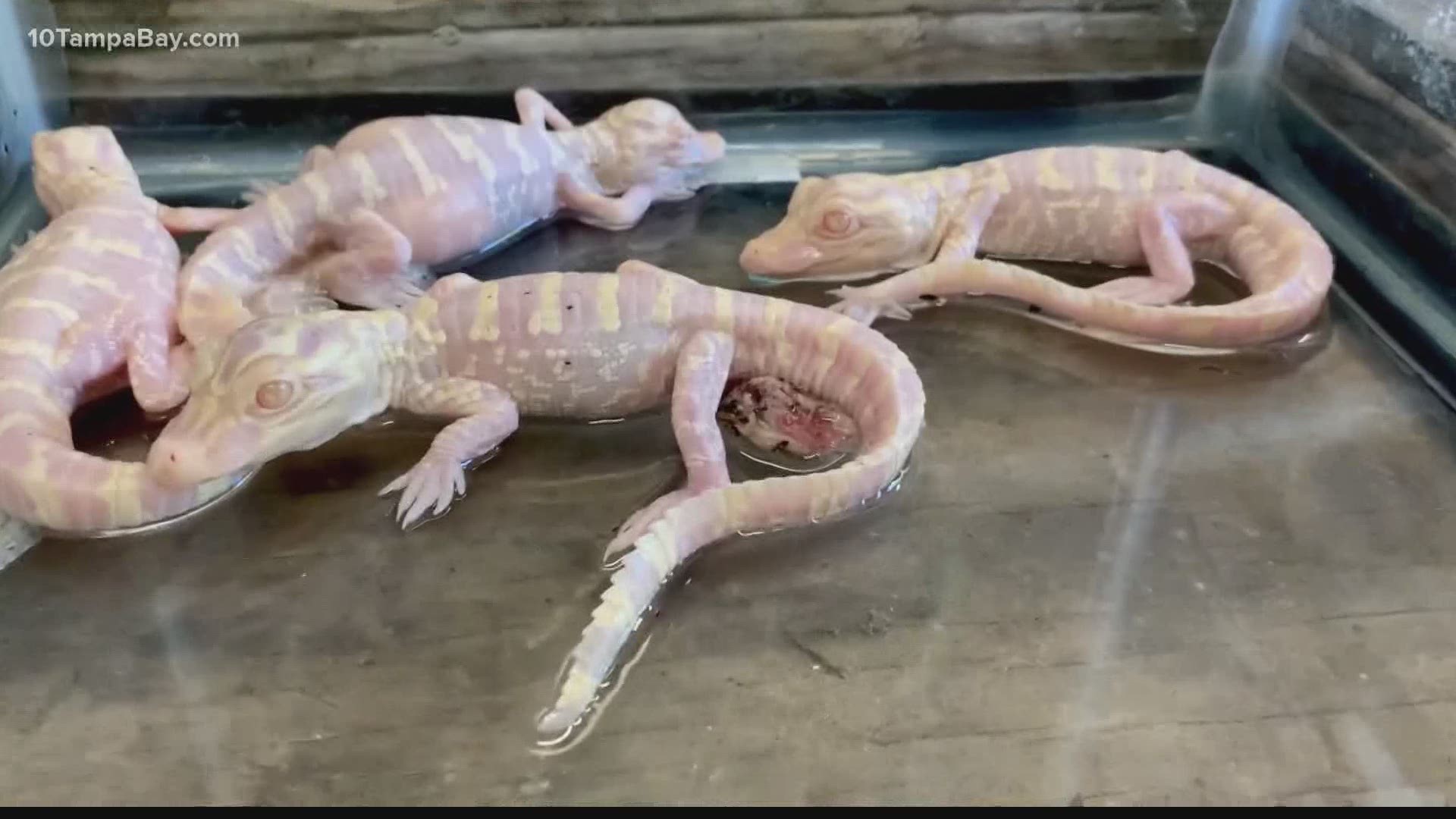 Wild Florida is the first attraction in the world to successfully hatch albino alligator babies.