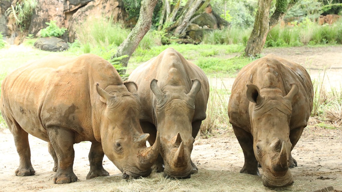 Disney World now caring for 3 pregnant white rhinos at Animal Kingdom |  